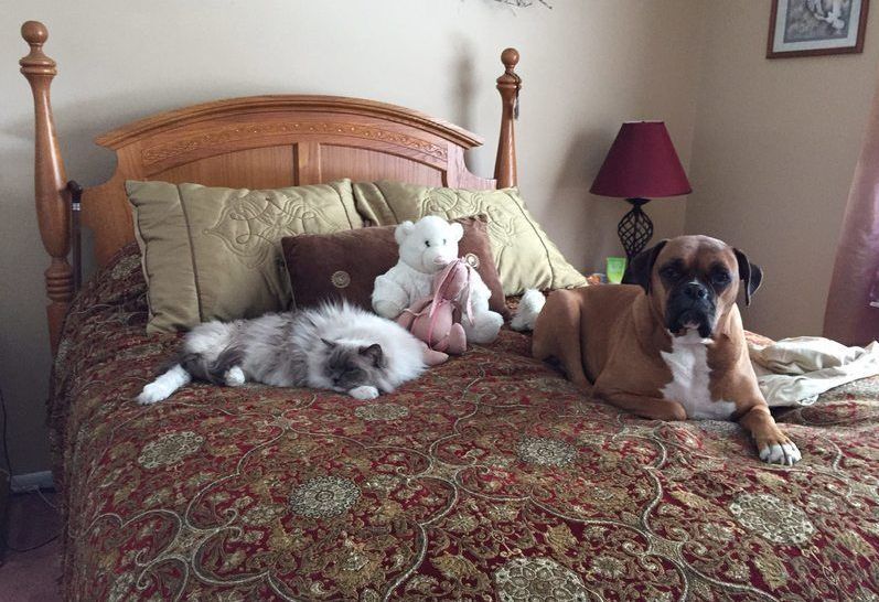 A dog and a cat are laying on a bed