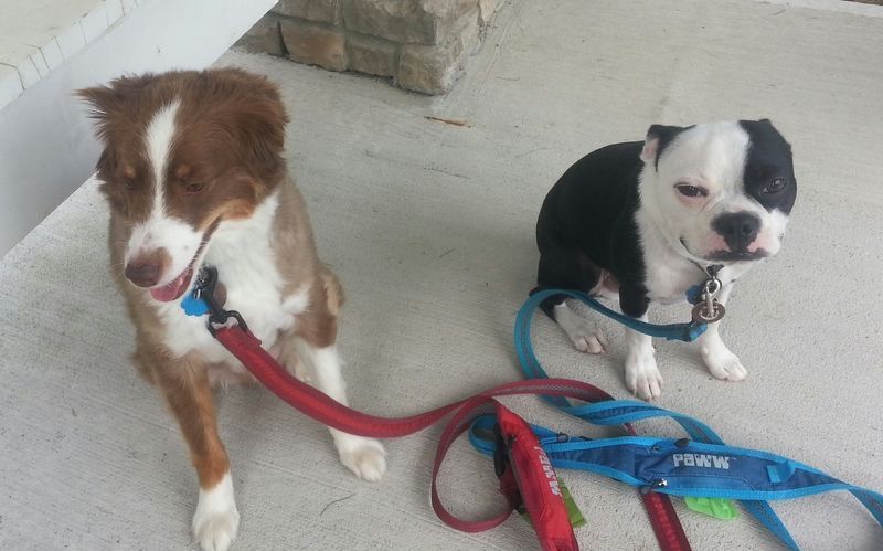 Two dogs on leashes one brown and white and one black and white