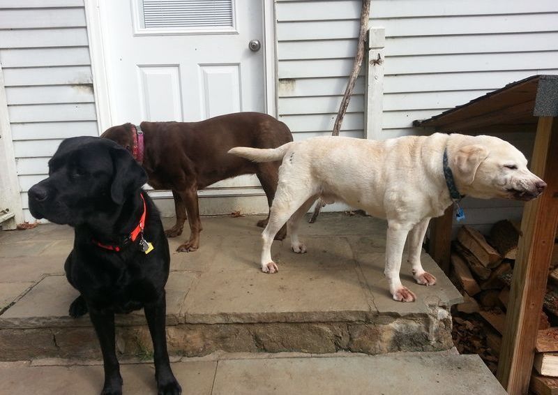 Two dogs are standing on the steps of a house