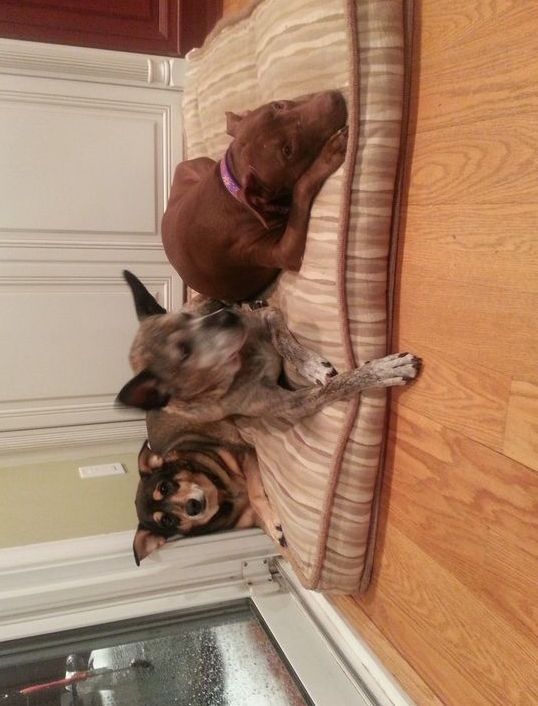 Two dogs are laying on a striped dog bed