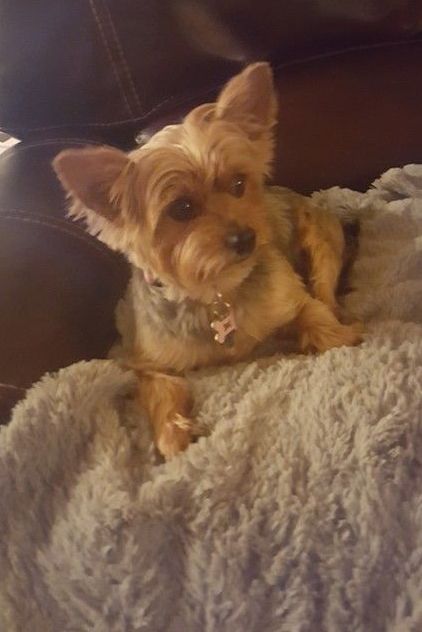 A small dog is laying on a blanket on a couch.