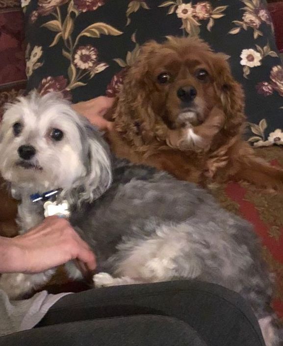 Two small dogs are sitting next to each other on a couch