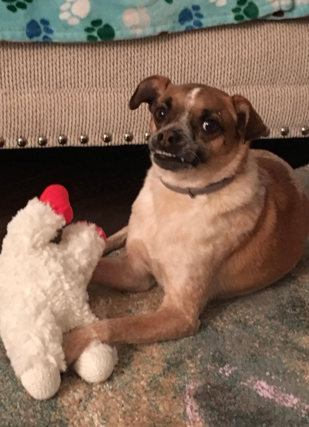 A dog is laying on the floor next to a stuffed animal.