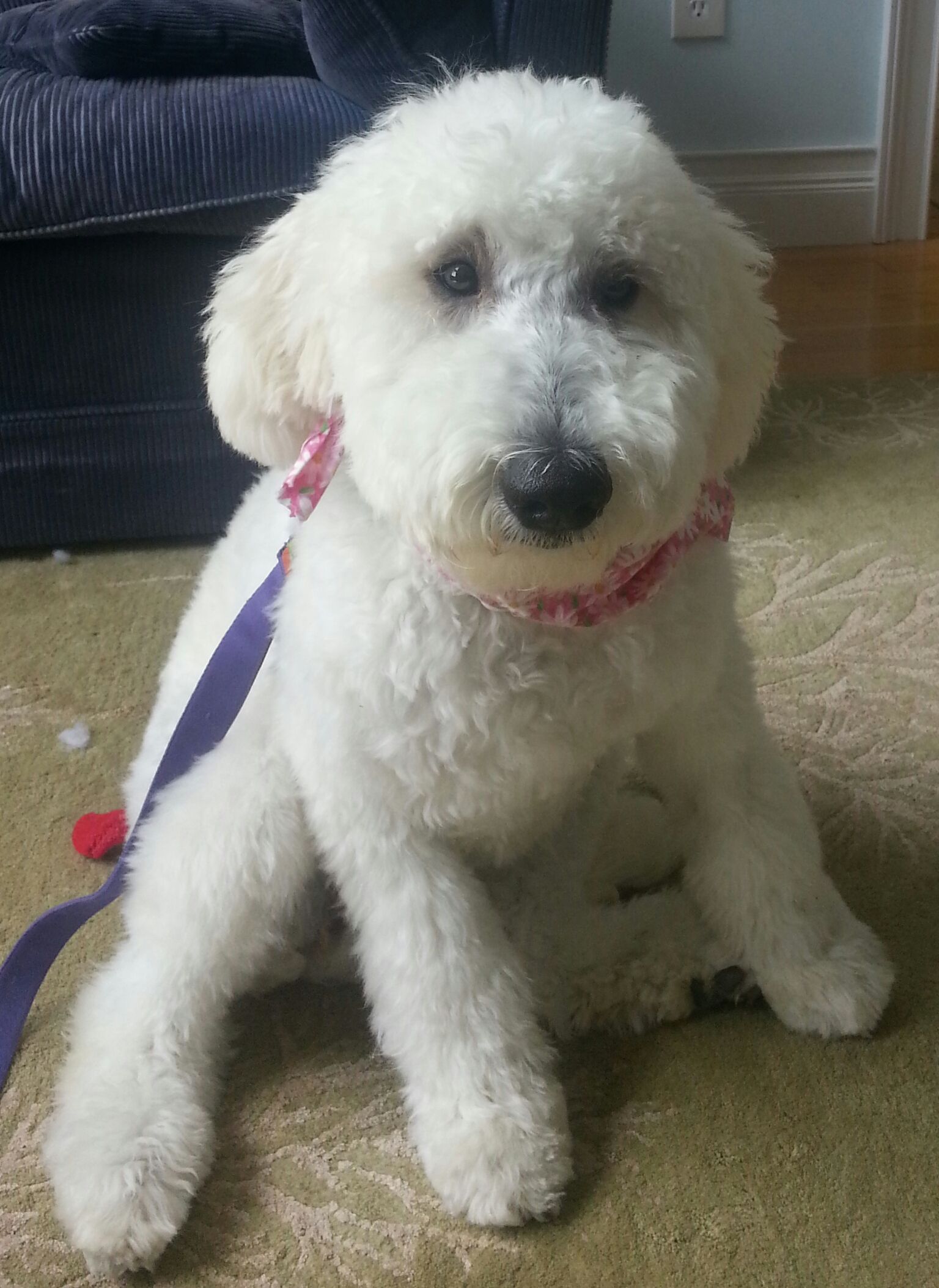 A small white dog with a purple leash is sitting on the floor