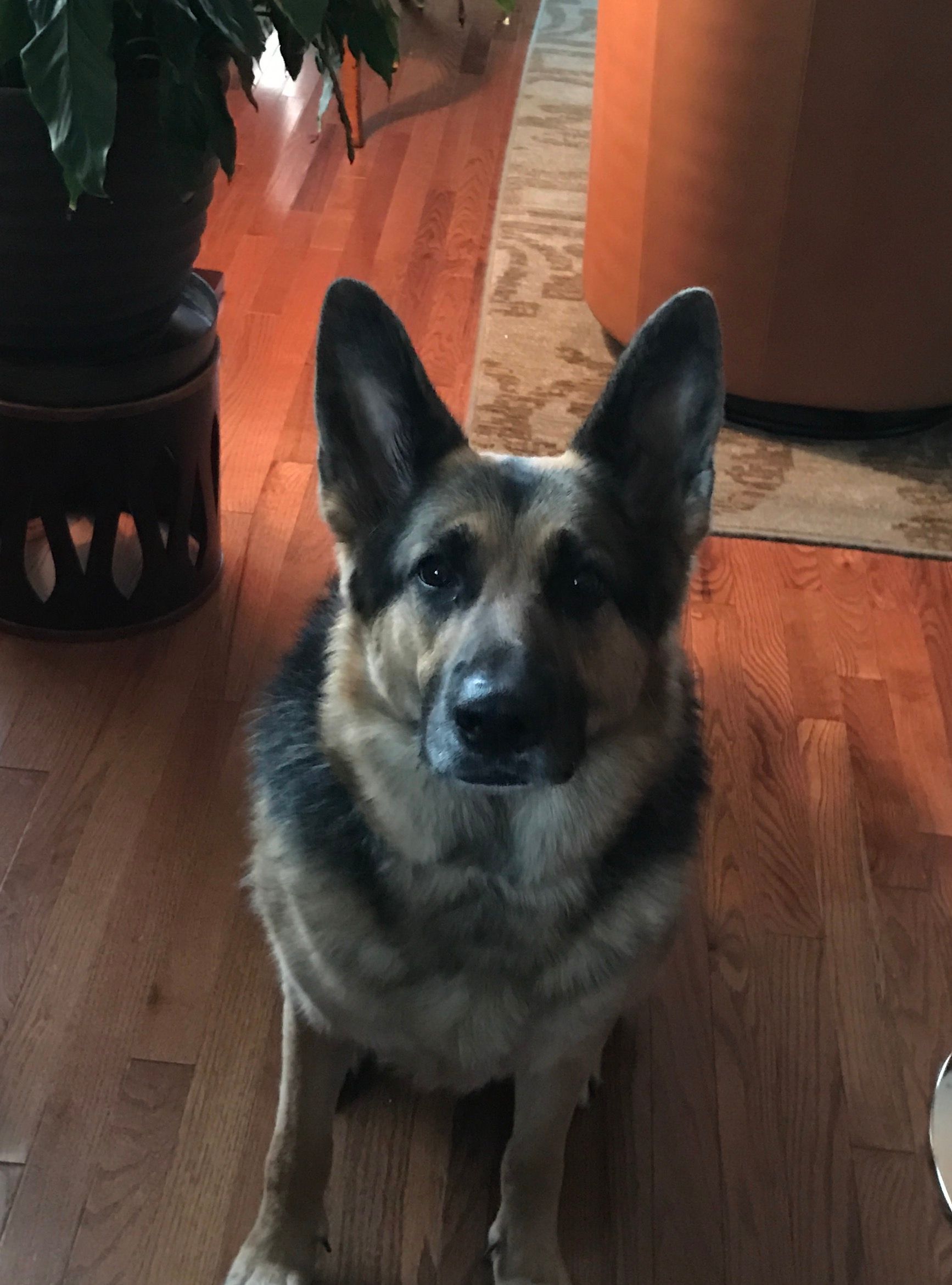A german shepherd dog is sitting on a wooden floor