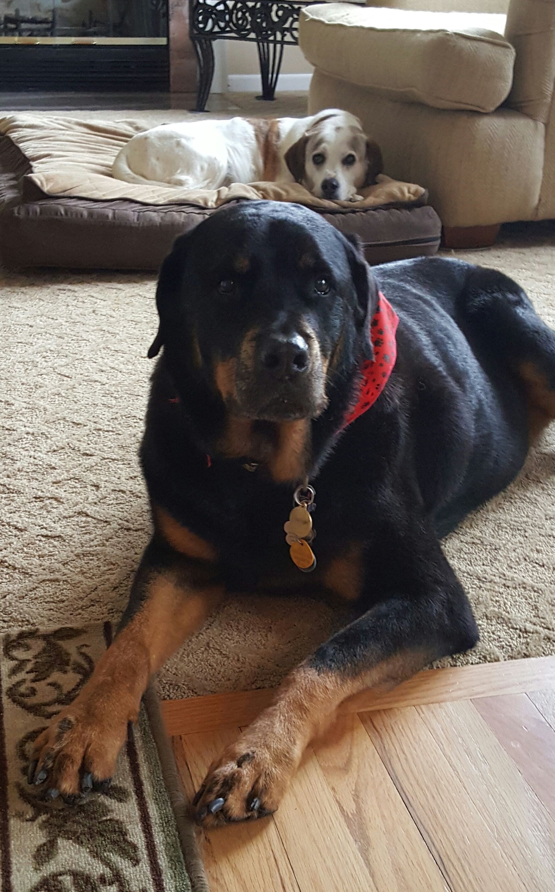 Two dogs are laying on the floor in a living room.
