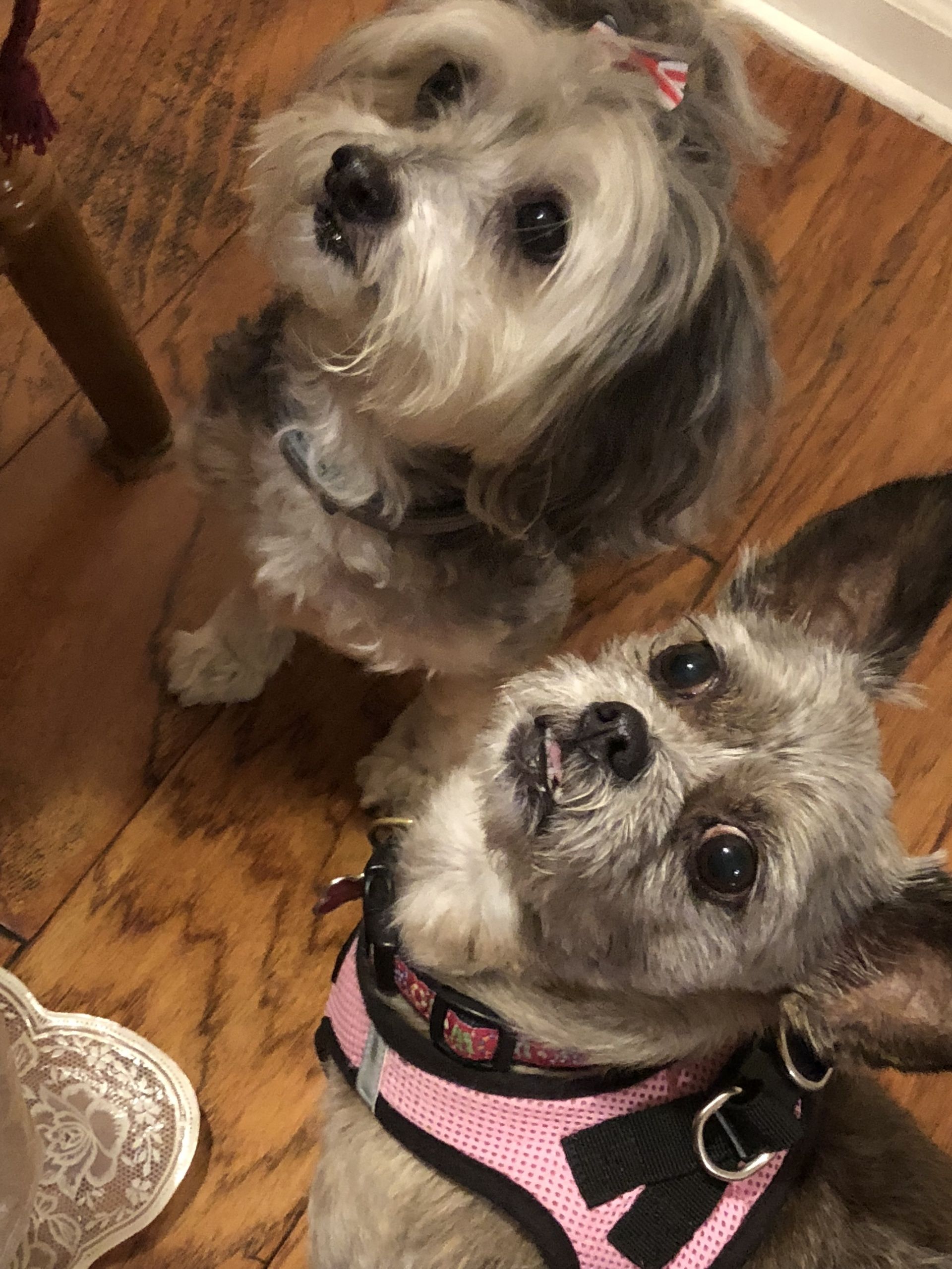 Two small dogs are standing next to each other on a wooden floor.