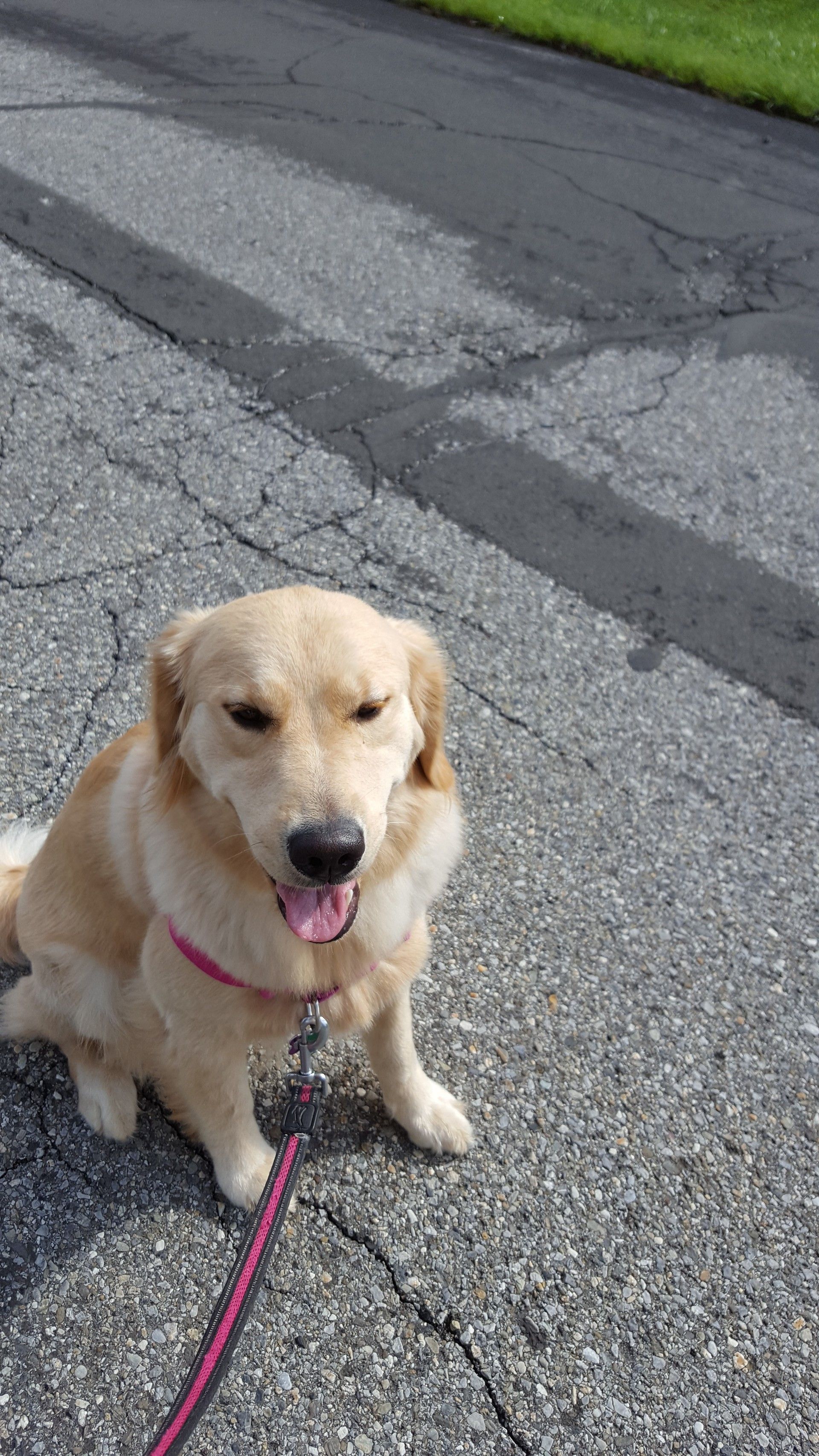 A dog is sitting on the side of the road on a leash.