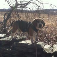 A small brown and black dog is standing on a rock.