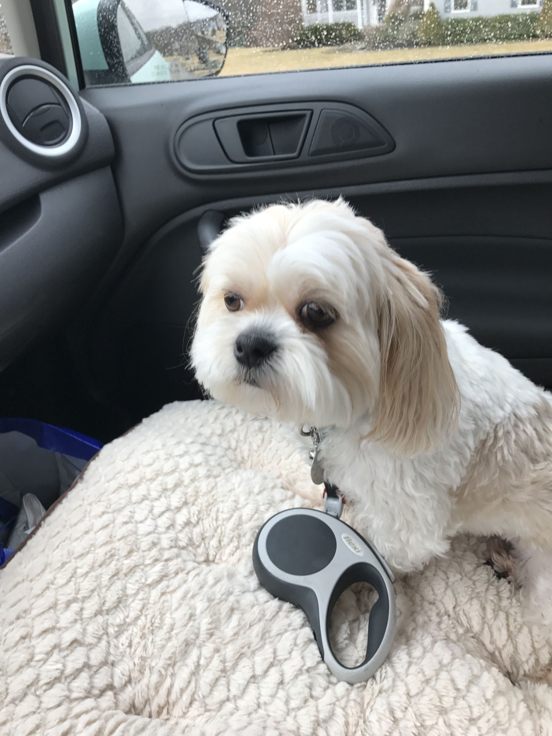 A small dog is sitting in the back seat of a car.