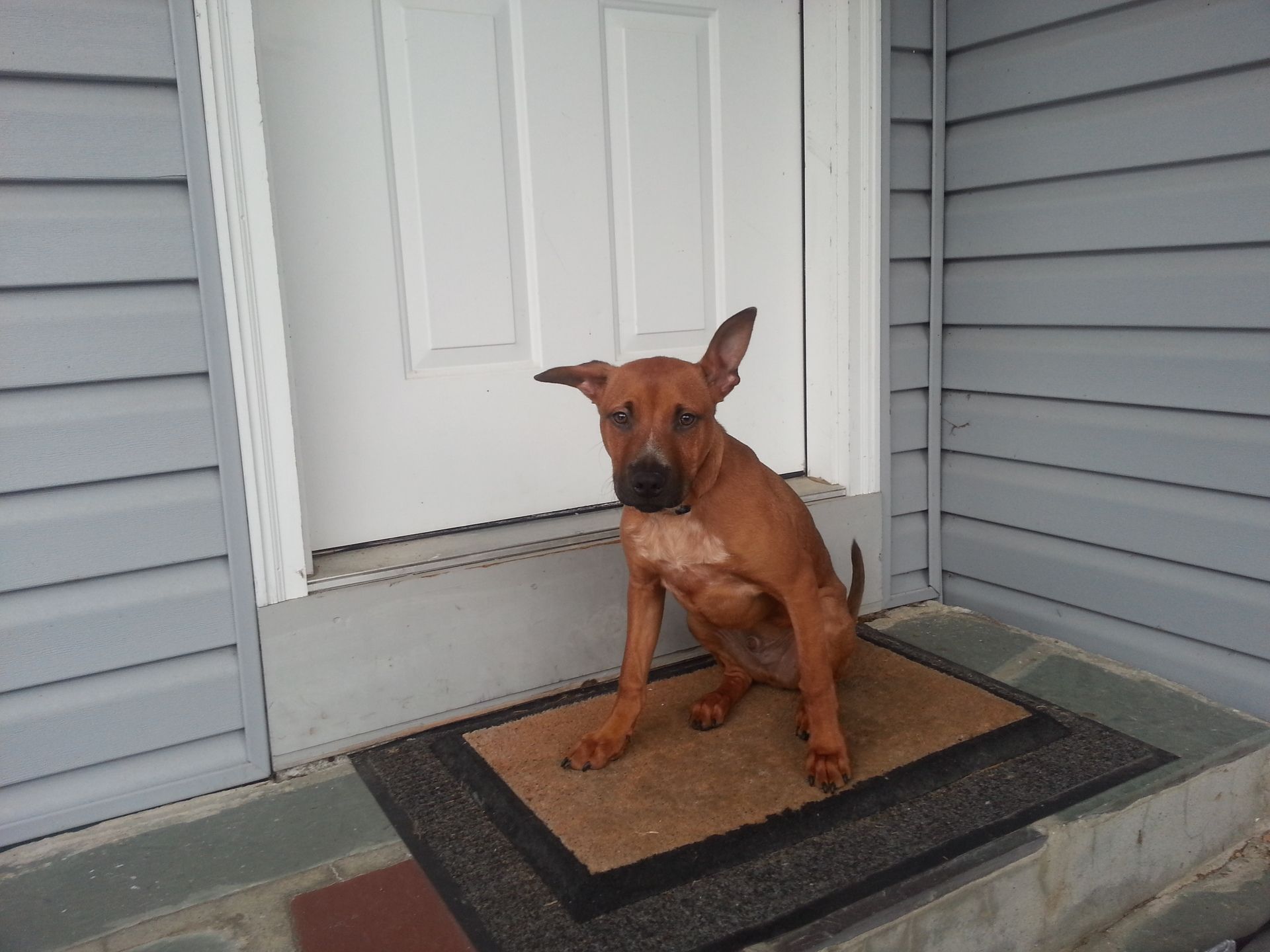A brown dog is sitting on a door mat in front of a door