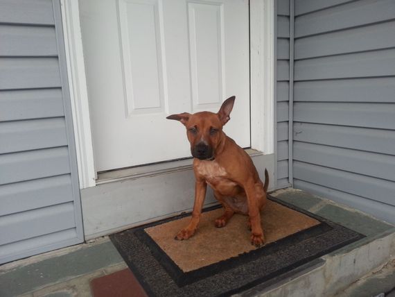 A brown dog is sitting on a door mat in front of a door