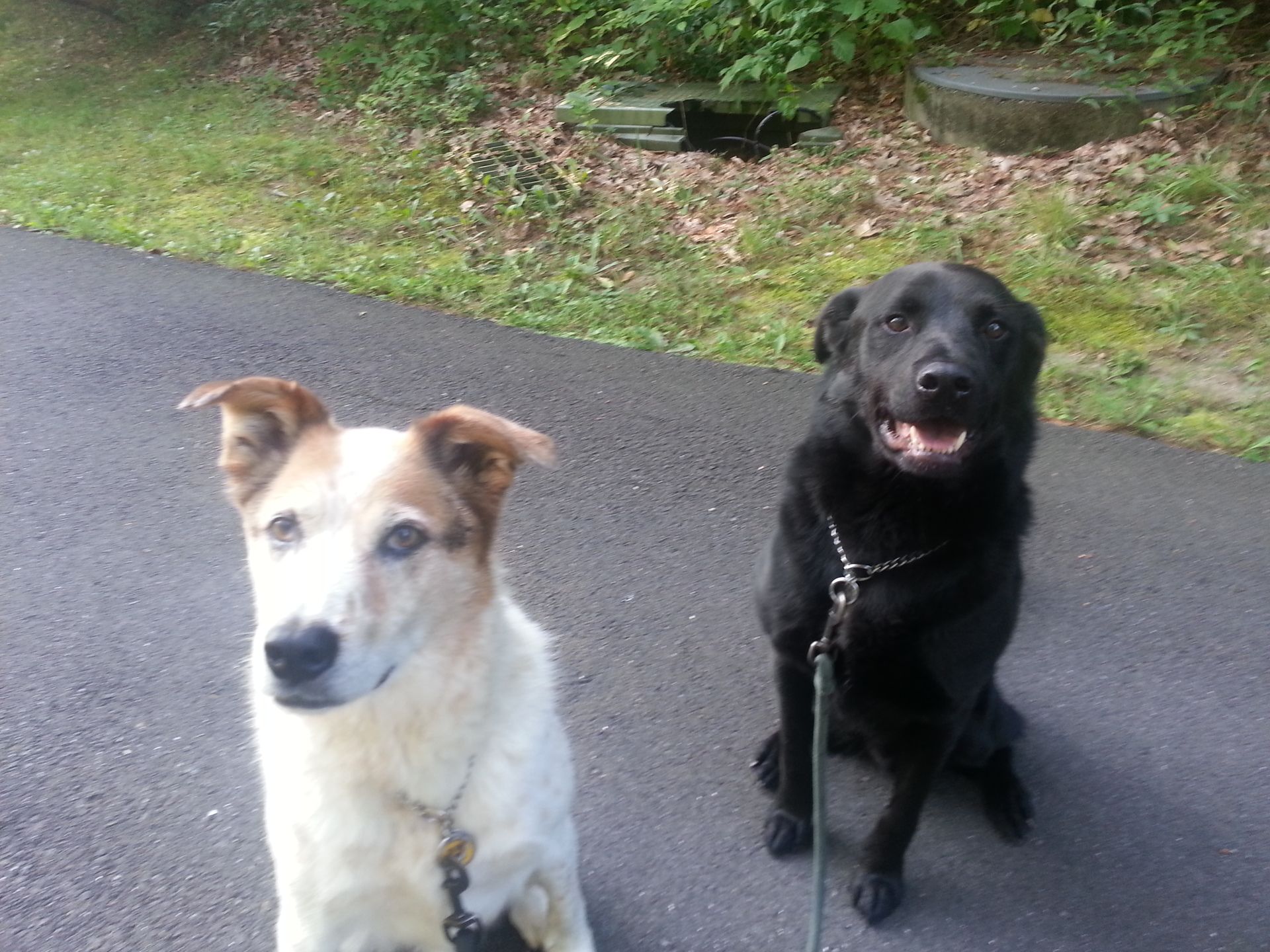 A white dog and a black dog are sitting on a sidewalk