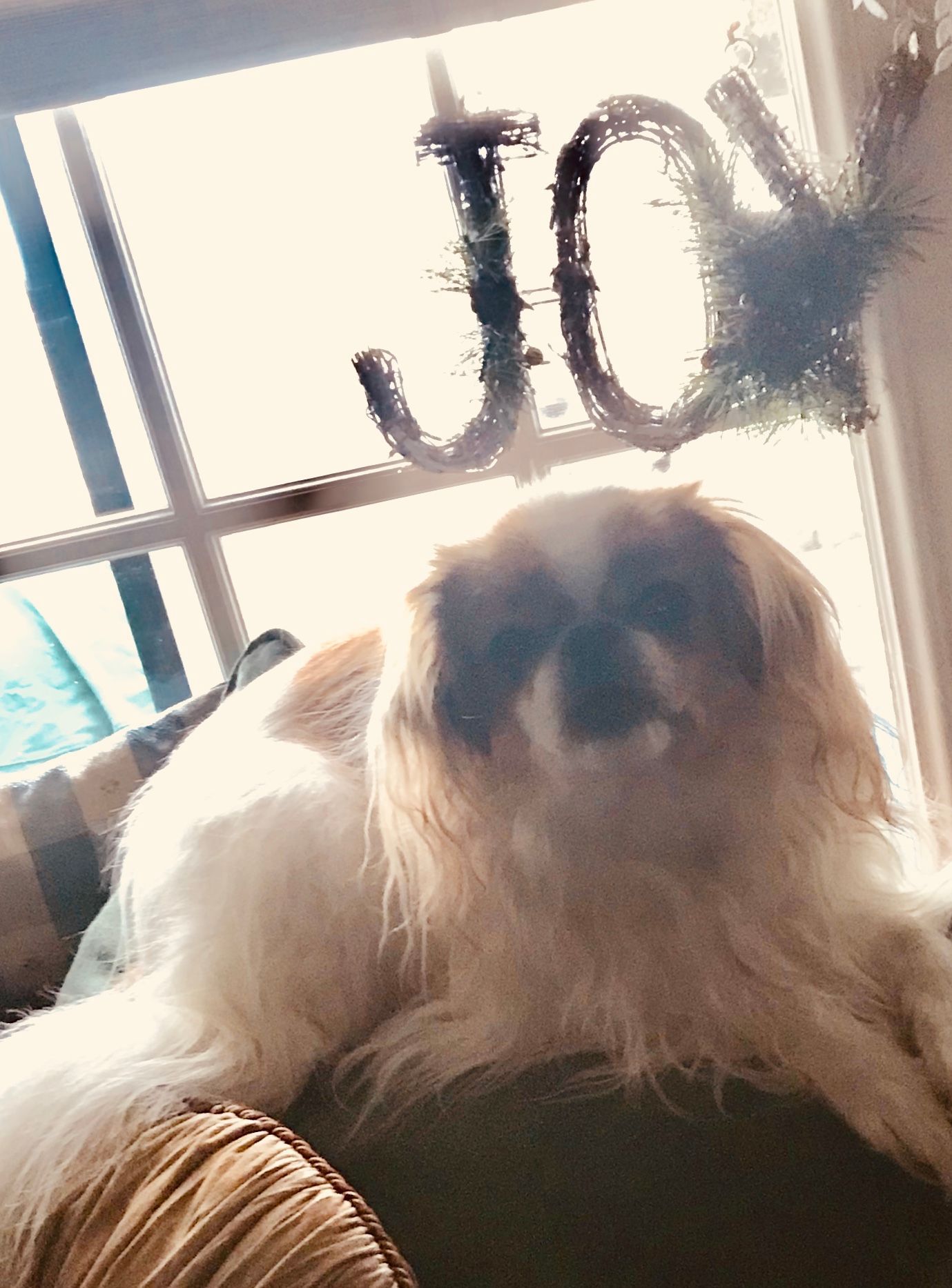 A dog is laying in front of a window with the word joy on it