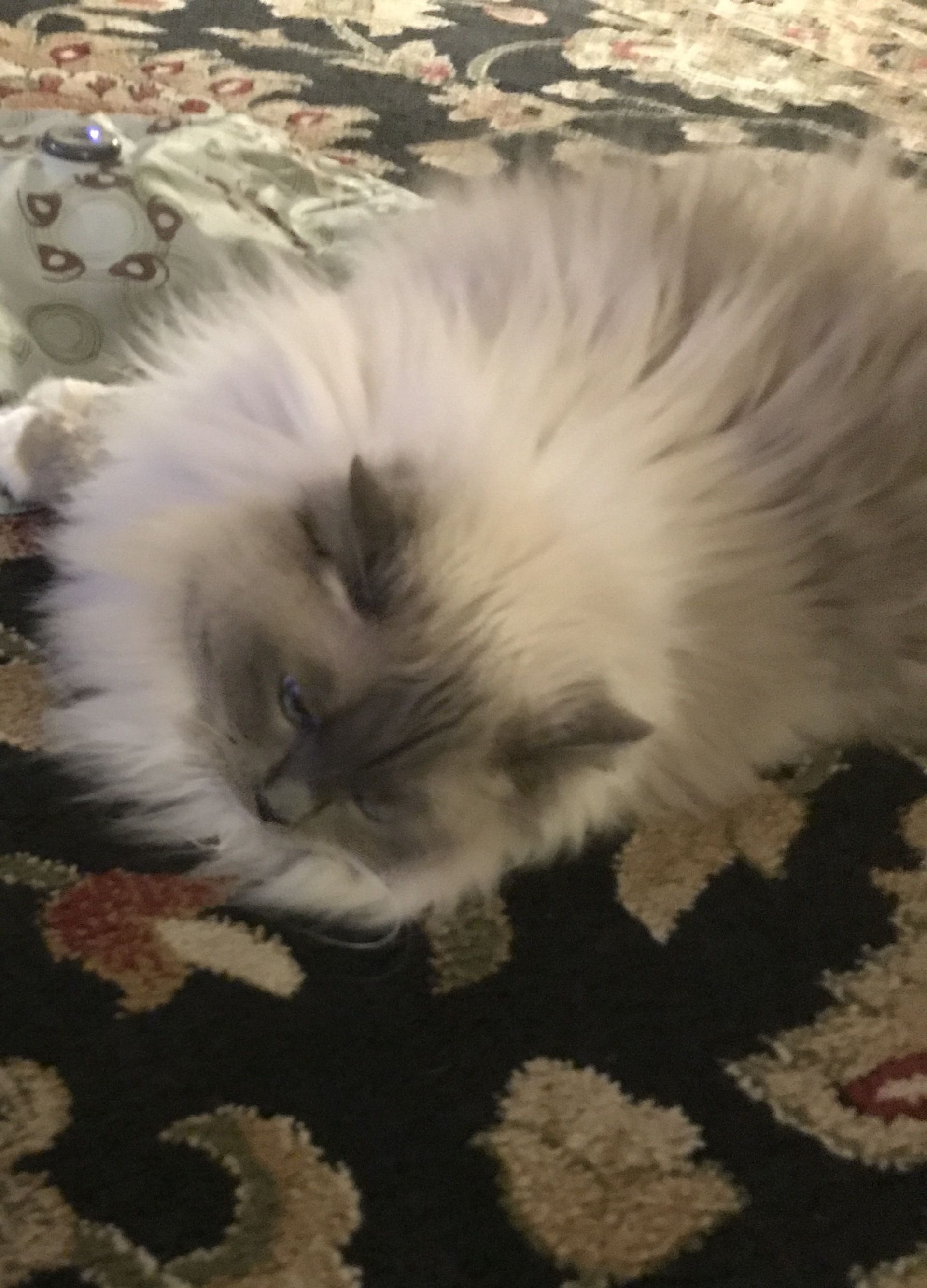 A fluffy cat is laying on its back on a rug