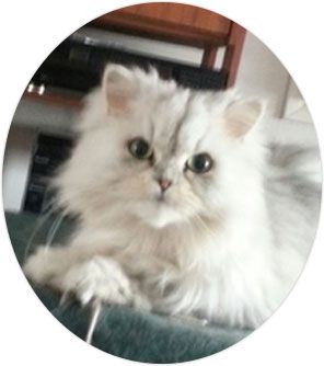A fluffy white cat is laying on a couch and looking at the camera