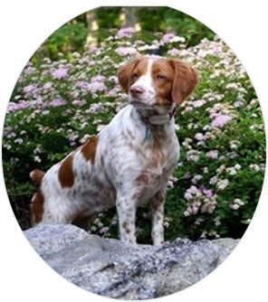 A brown and white dog standing on a rock in front of flowers