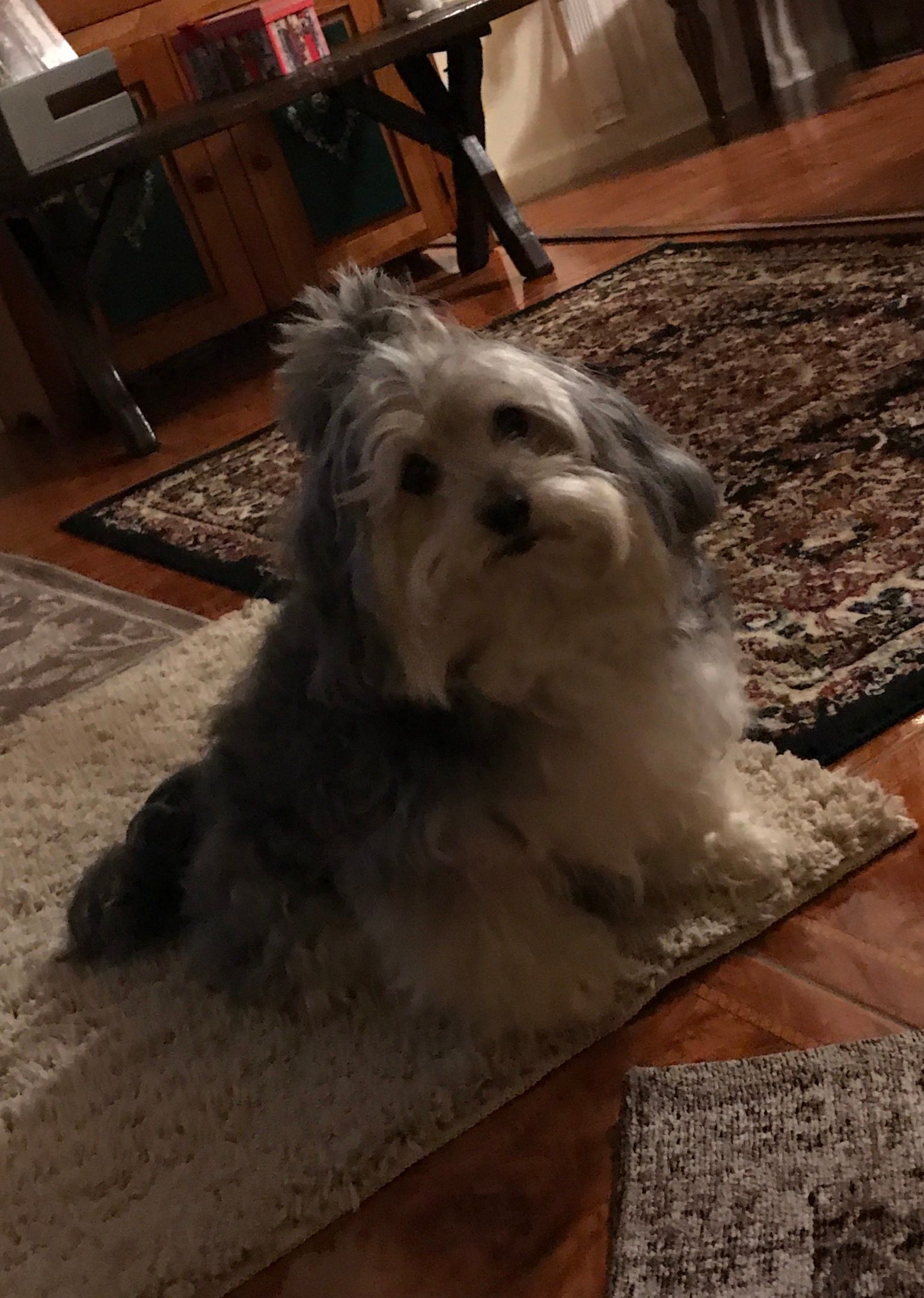 A small dog is laying on a rug in a living room.