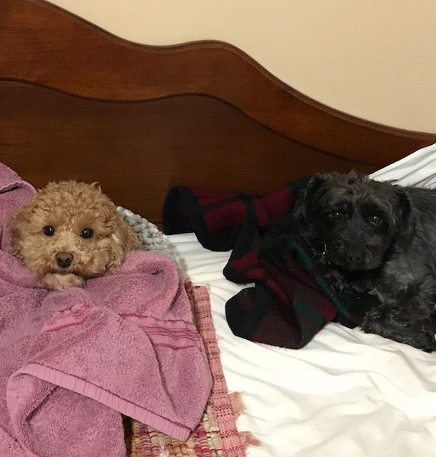 Two dogs are laying on a bed with blankets