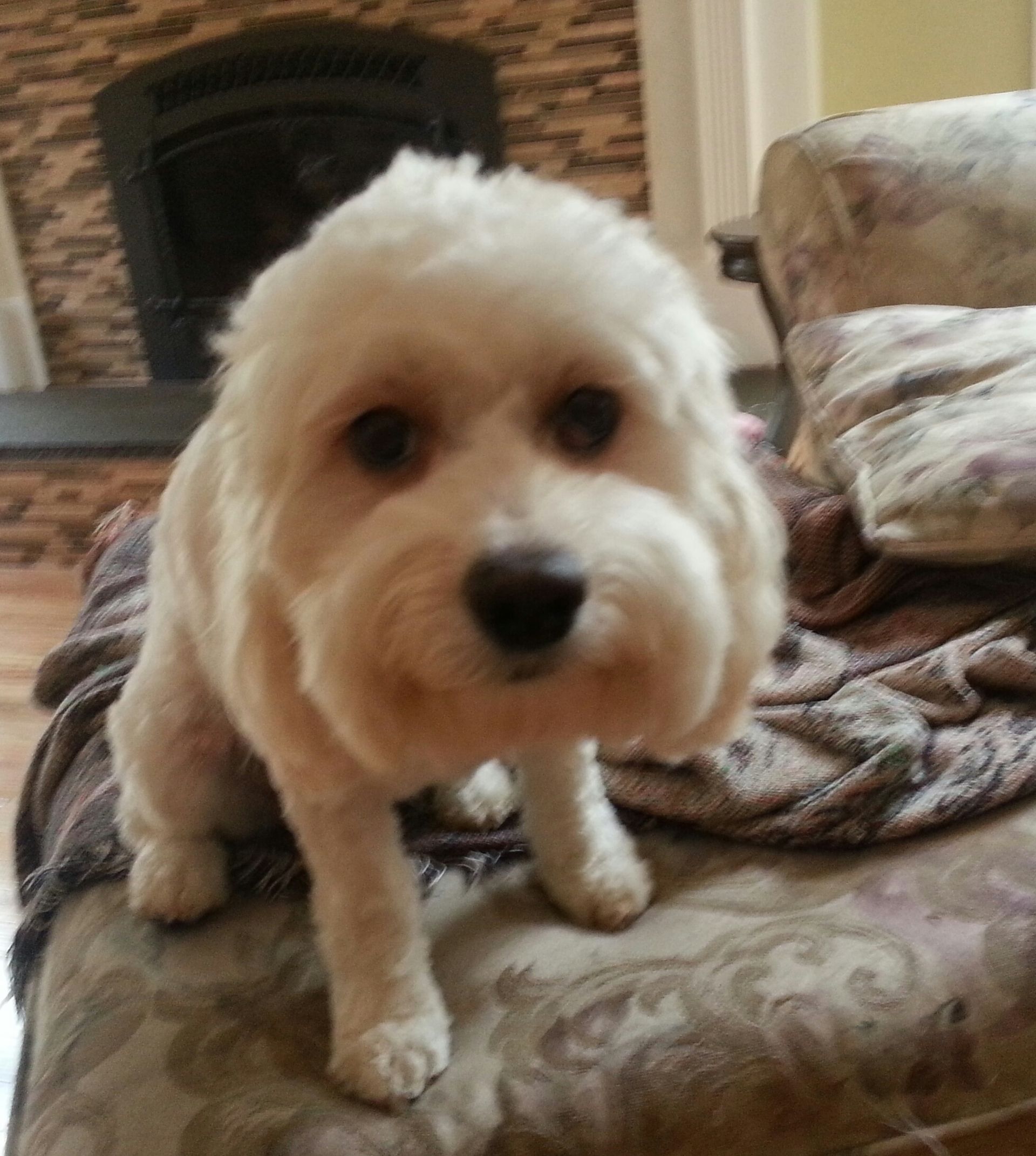 A small white dog sitting on a couch looking at the camera