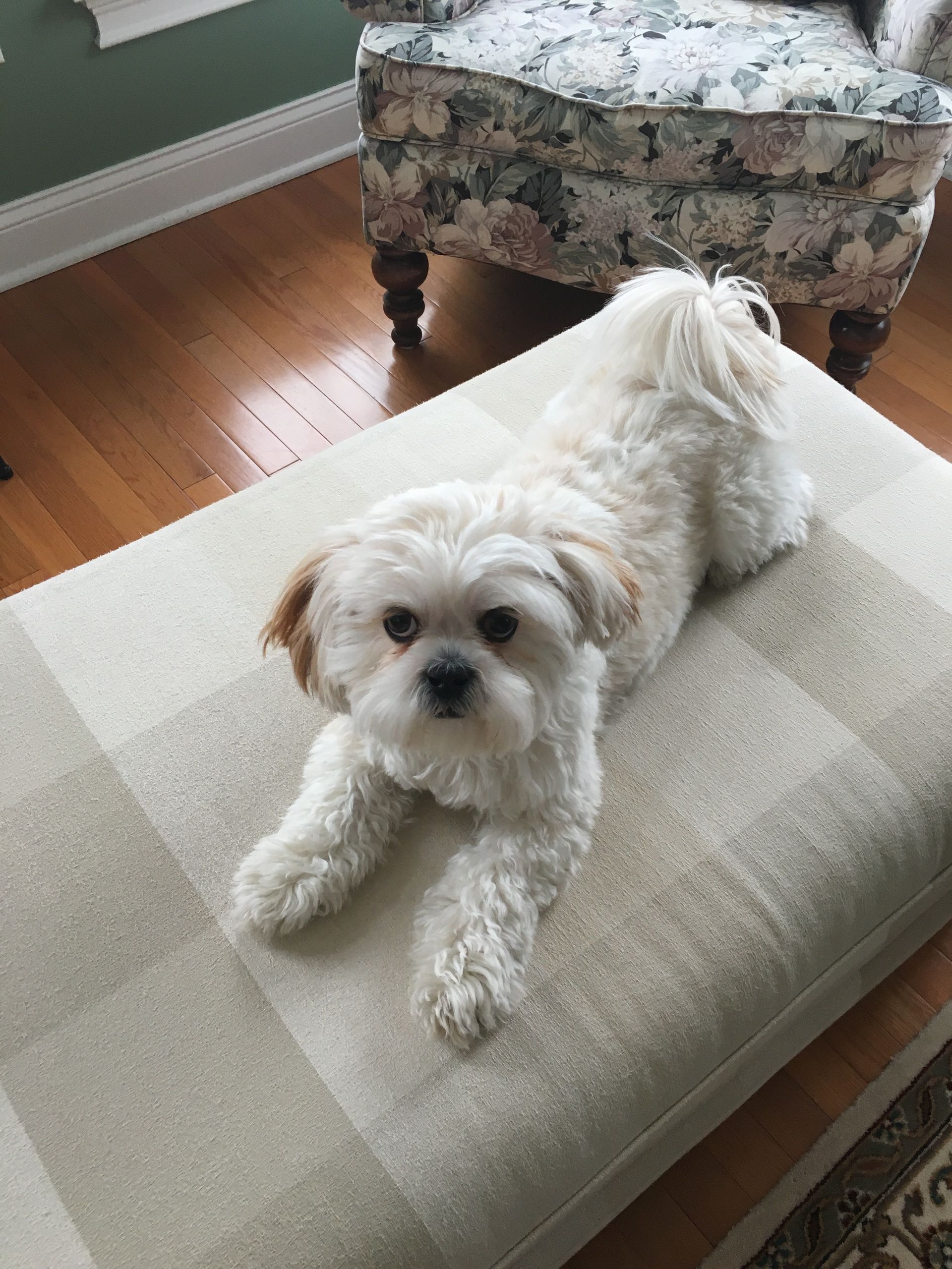 A small white dog is laying on an ottoman in a living room.