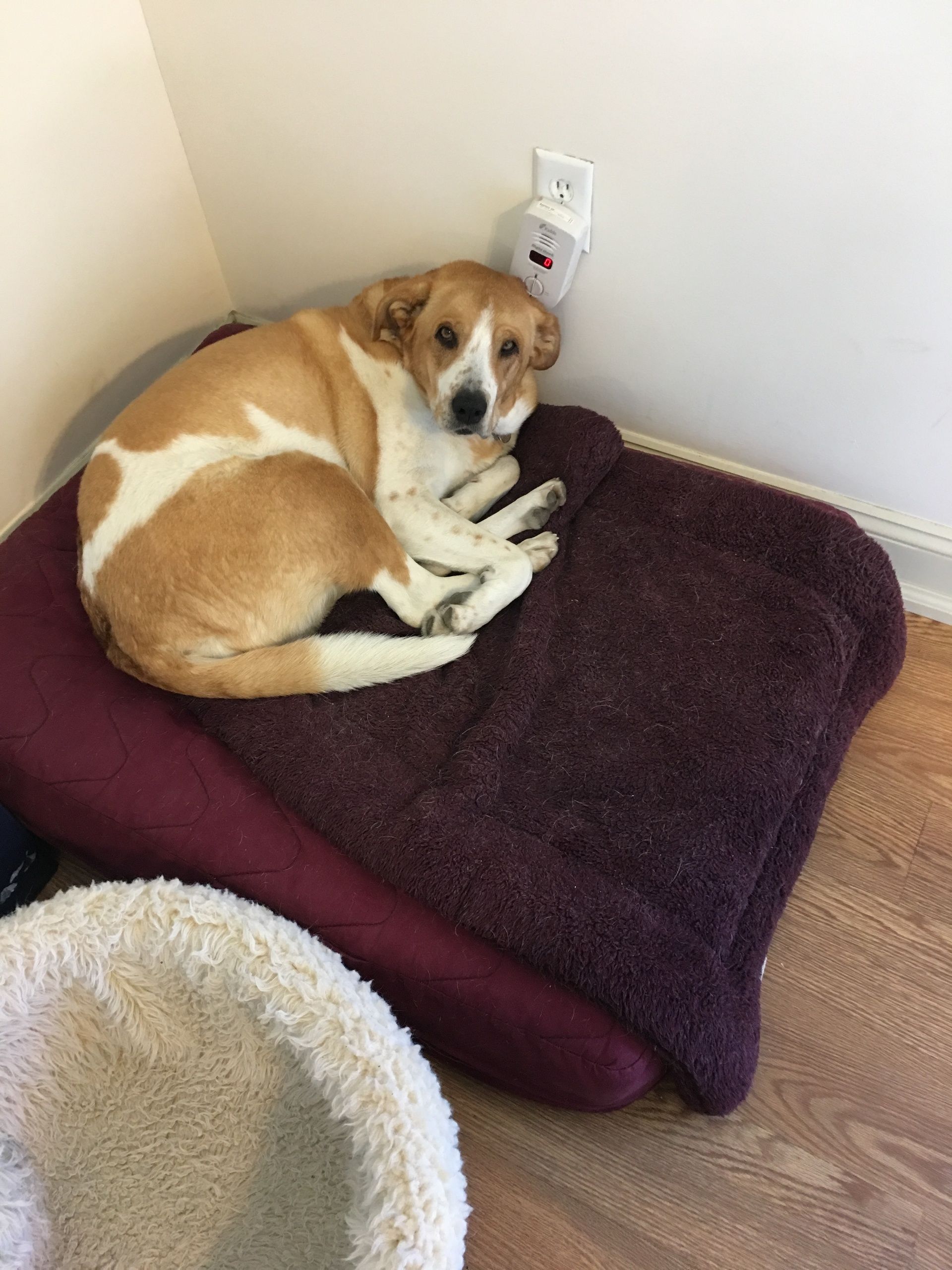 A brown and white dog is laying on a dog bed