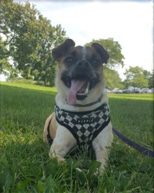 A small dog wearing a harness is laying in the grass