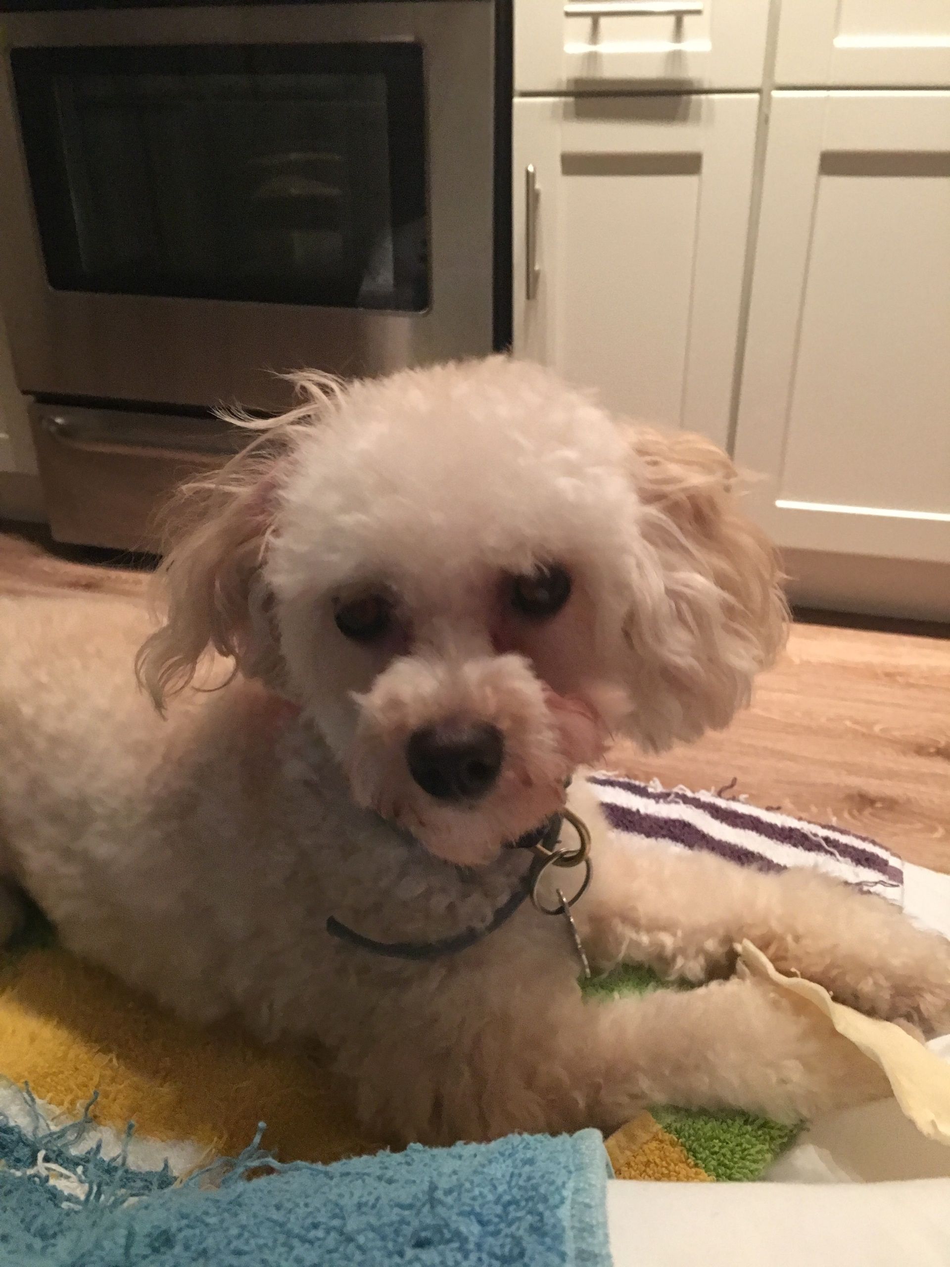 A small white dog is laying on a towel in a kitchen.