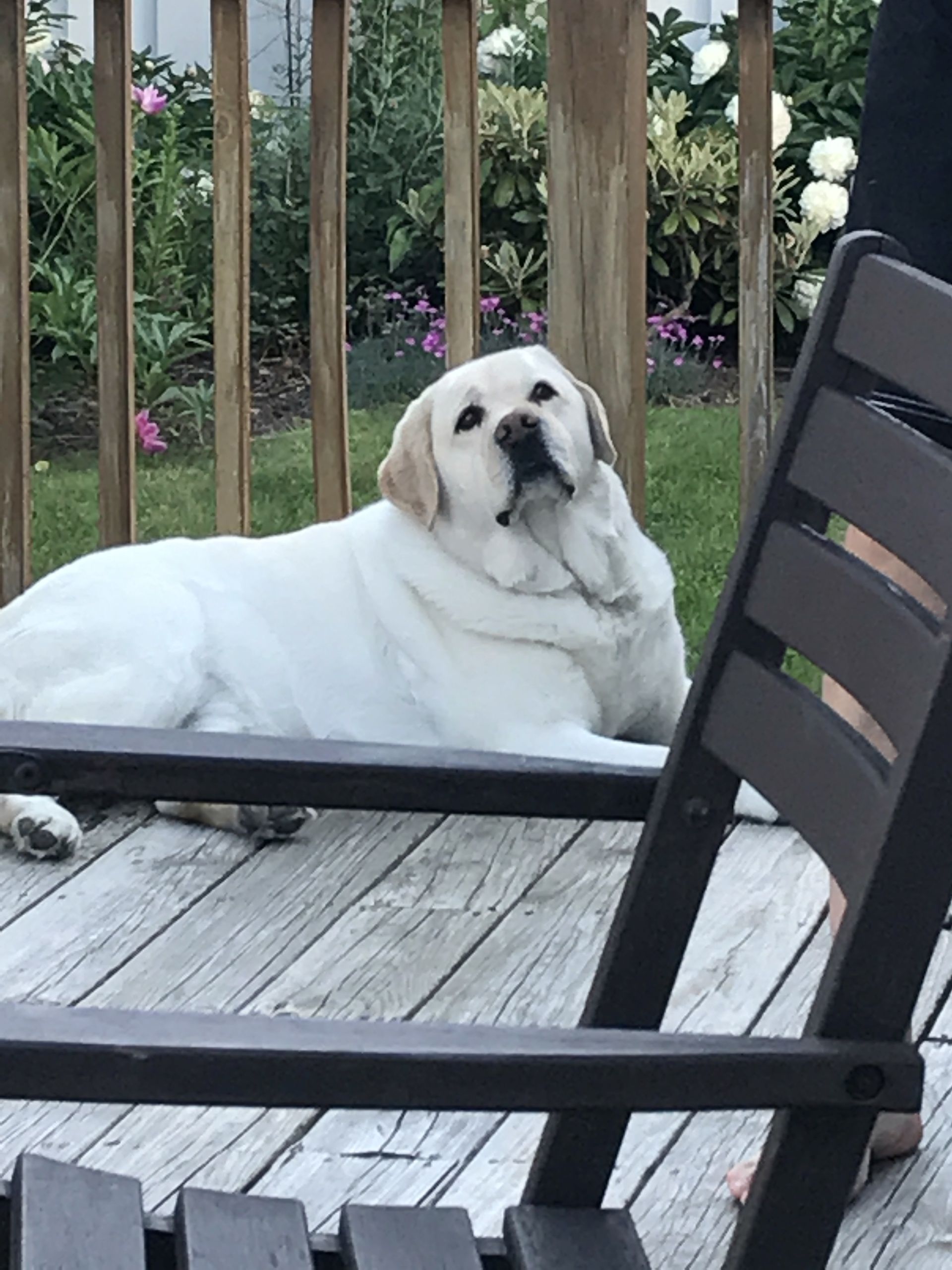 A white dog laying on a wooden deck next to a chair