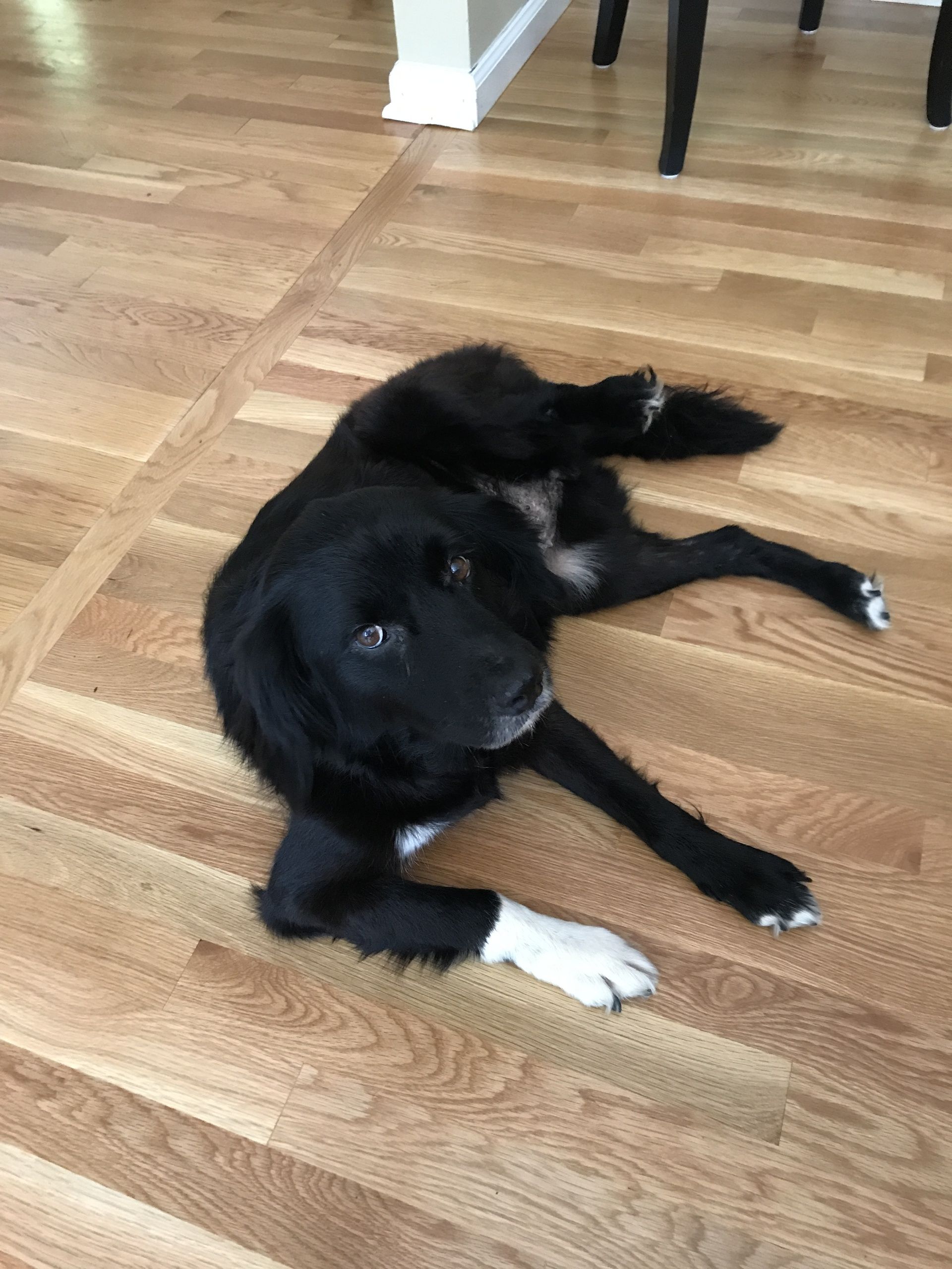 A black dog is laying on its back on a wooden floor.