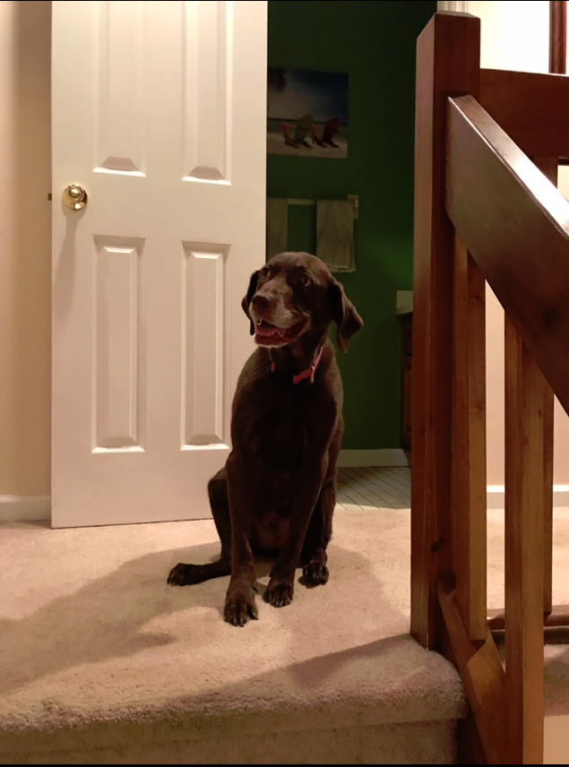 A brown dog is sitting on the stairs in front of a door