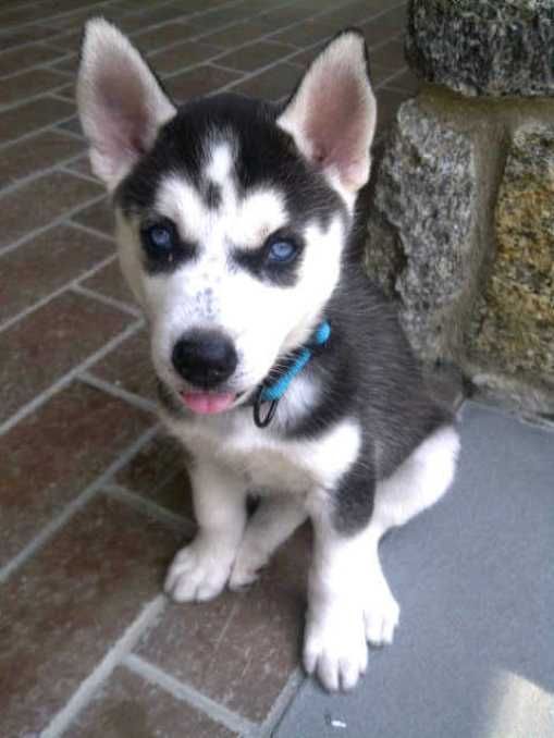 A husky puppy wearing a blue collar is sitting on a brick floor.