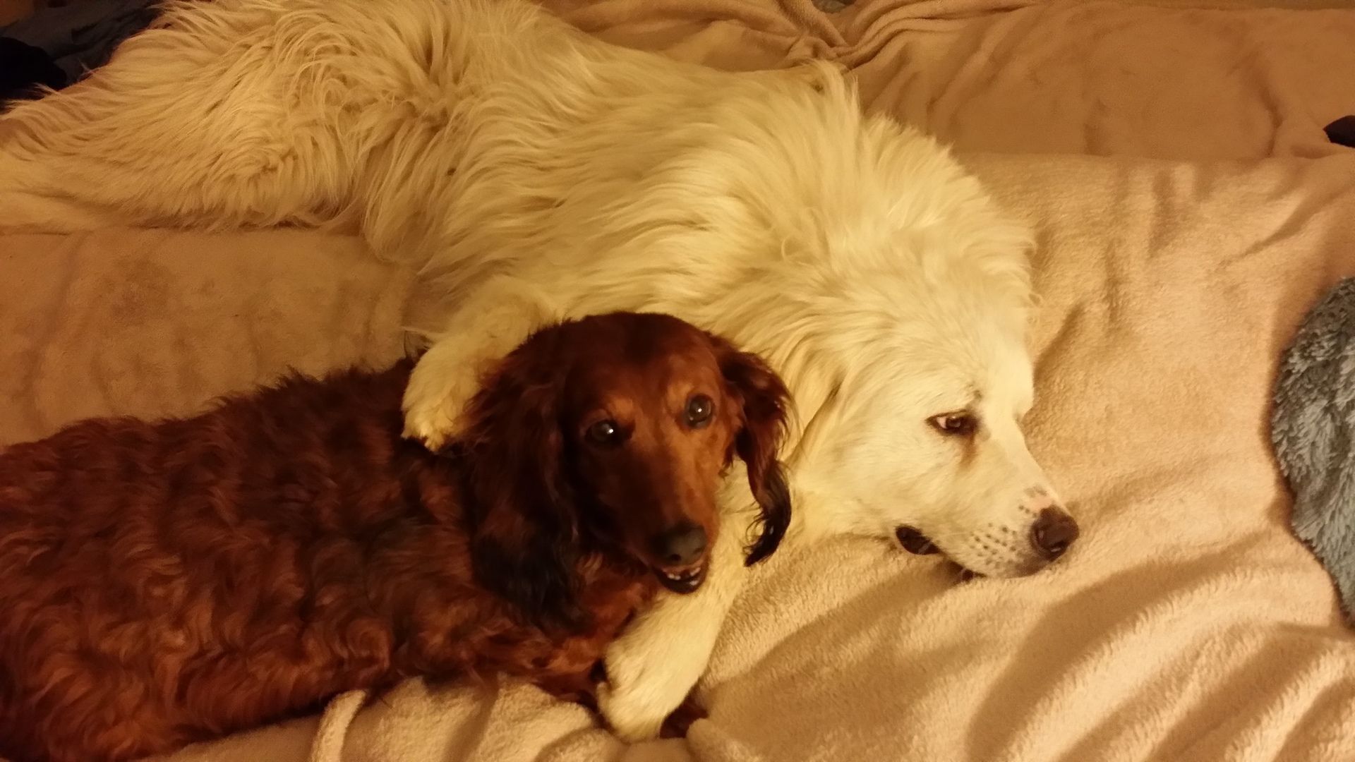Two dogs are laying next to each other on a bed.