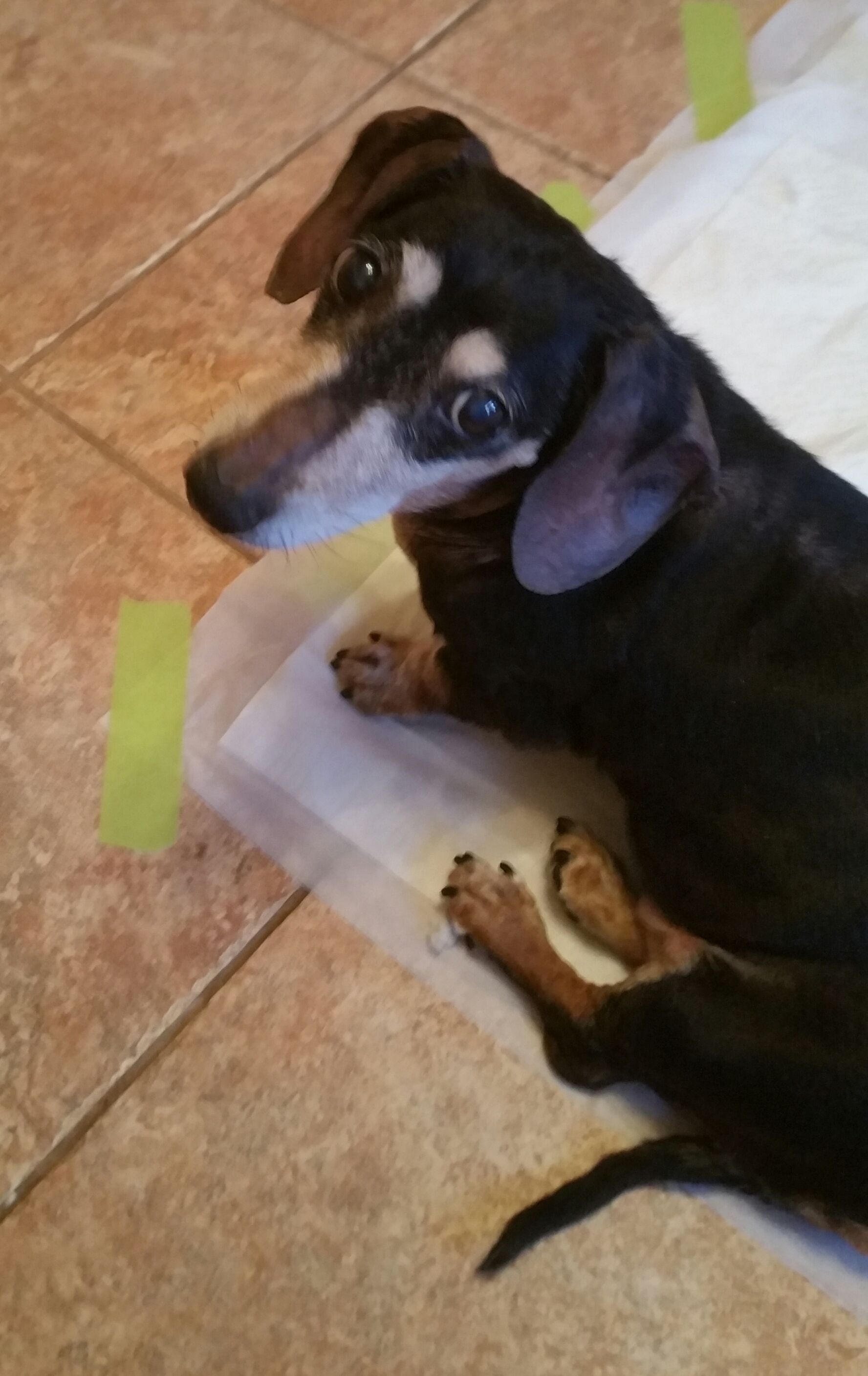 A dachshund is laying in a plastic container on a tiled floor.