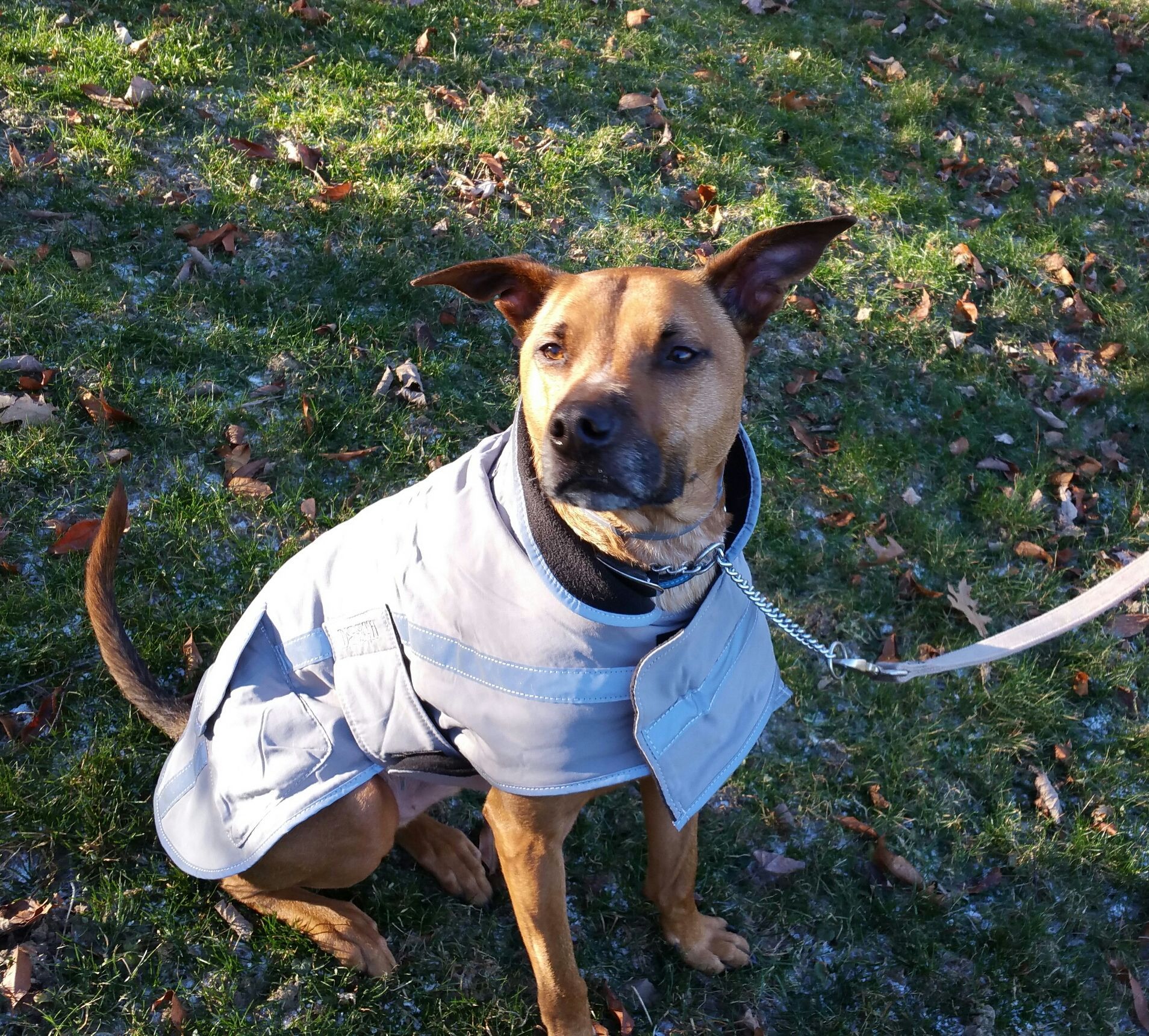 A brown dog wearing a white coat is sitting in the grass