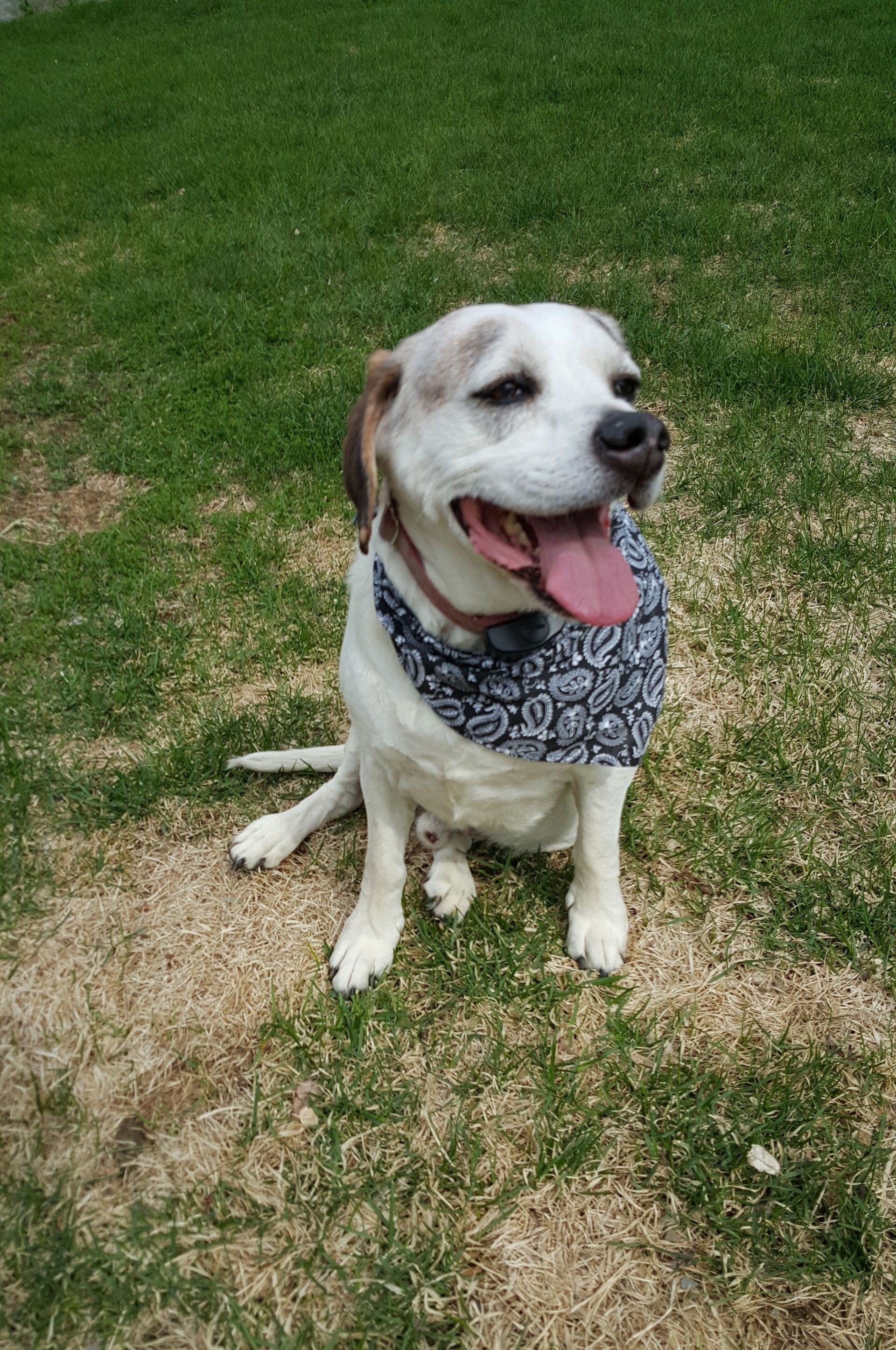 A white dog wearing a bandana is sitting in the grass.