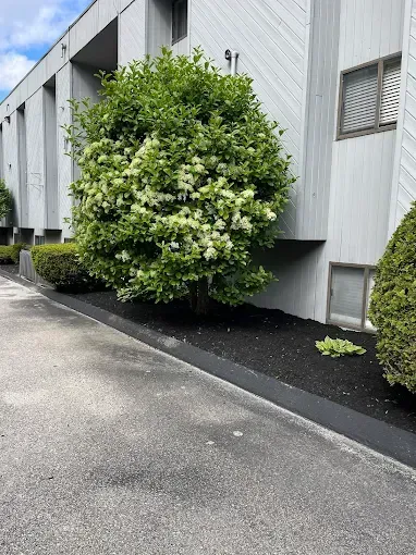 A tree with white flowers is in front of a building.