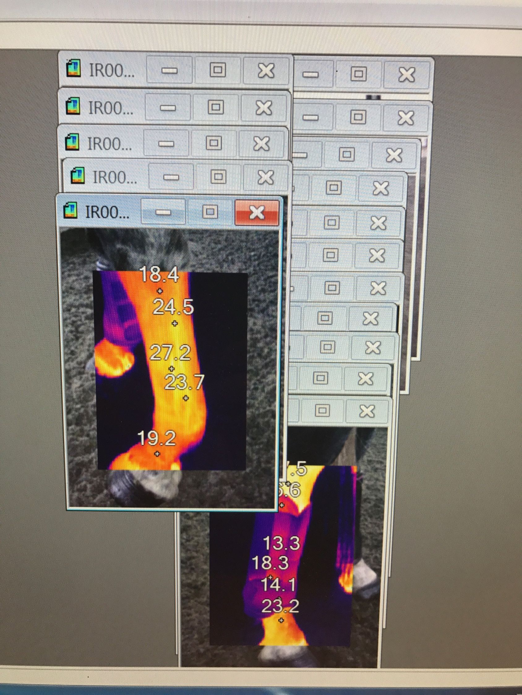 Thermal Imaging Results of HUSK Breathable Horse Boots Tested