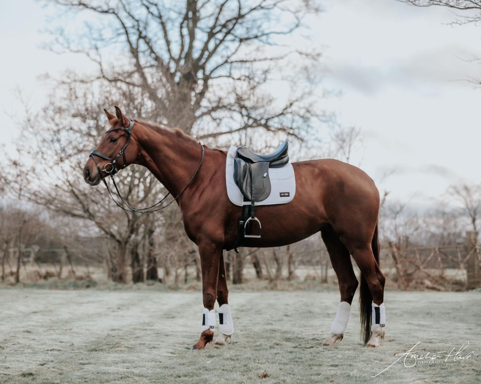 Breathable Horse Boots | La Irenita Polo Boot | Polo Wrap | Eventing Boot | HUSK Boot