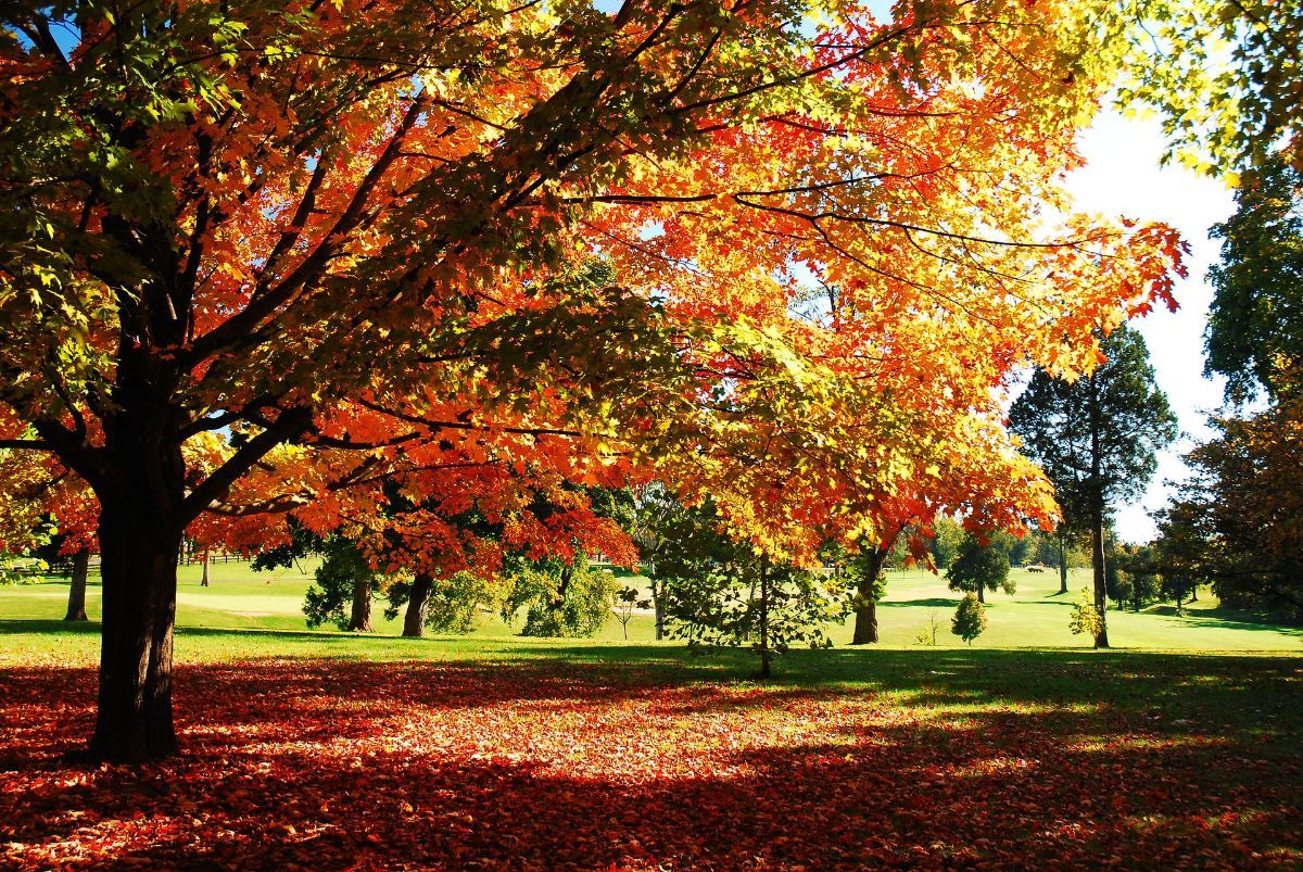The sun is shining through the trees in the park