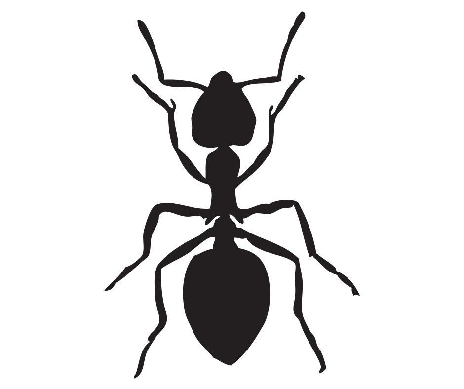 Black silhouette of an ant viewed from above on a white background