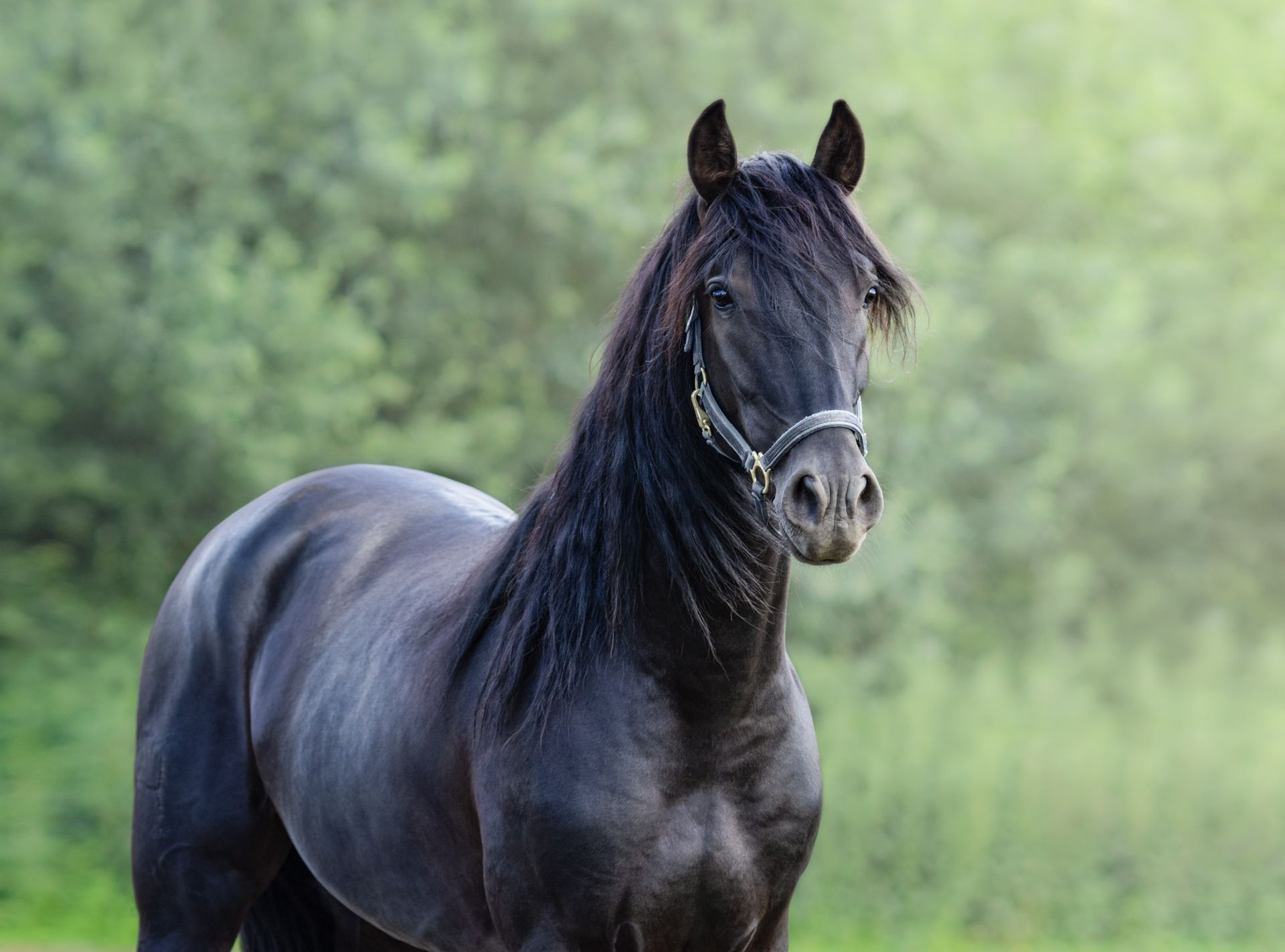 Healthy black horse enjoying sunny day in horse retirement pasture.