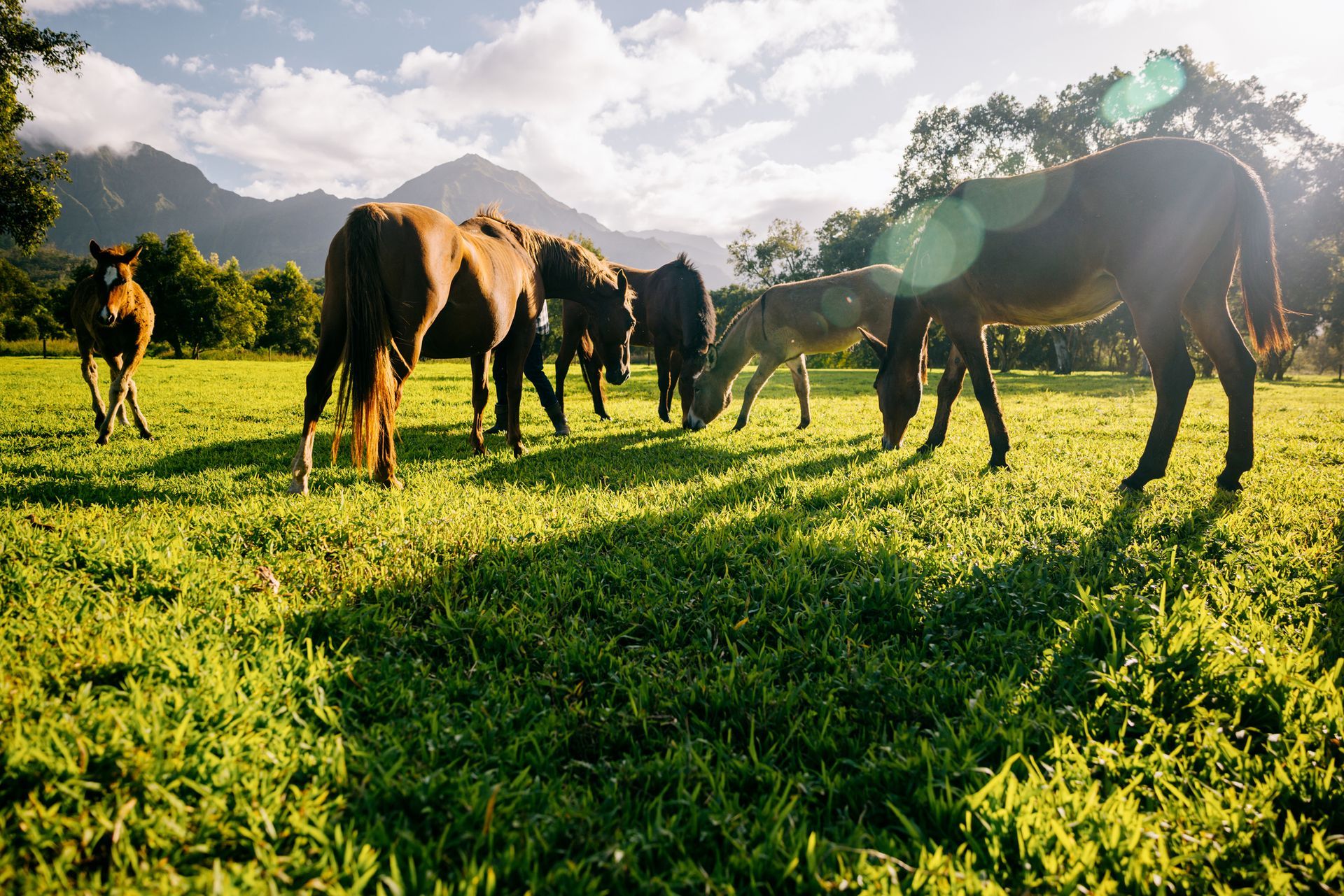 Horses graze peacefully in a sunny green field with mountains and trees in the background. Horses graze peacefully in a sunny green field with mountains and trees in the background.