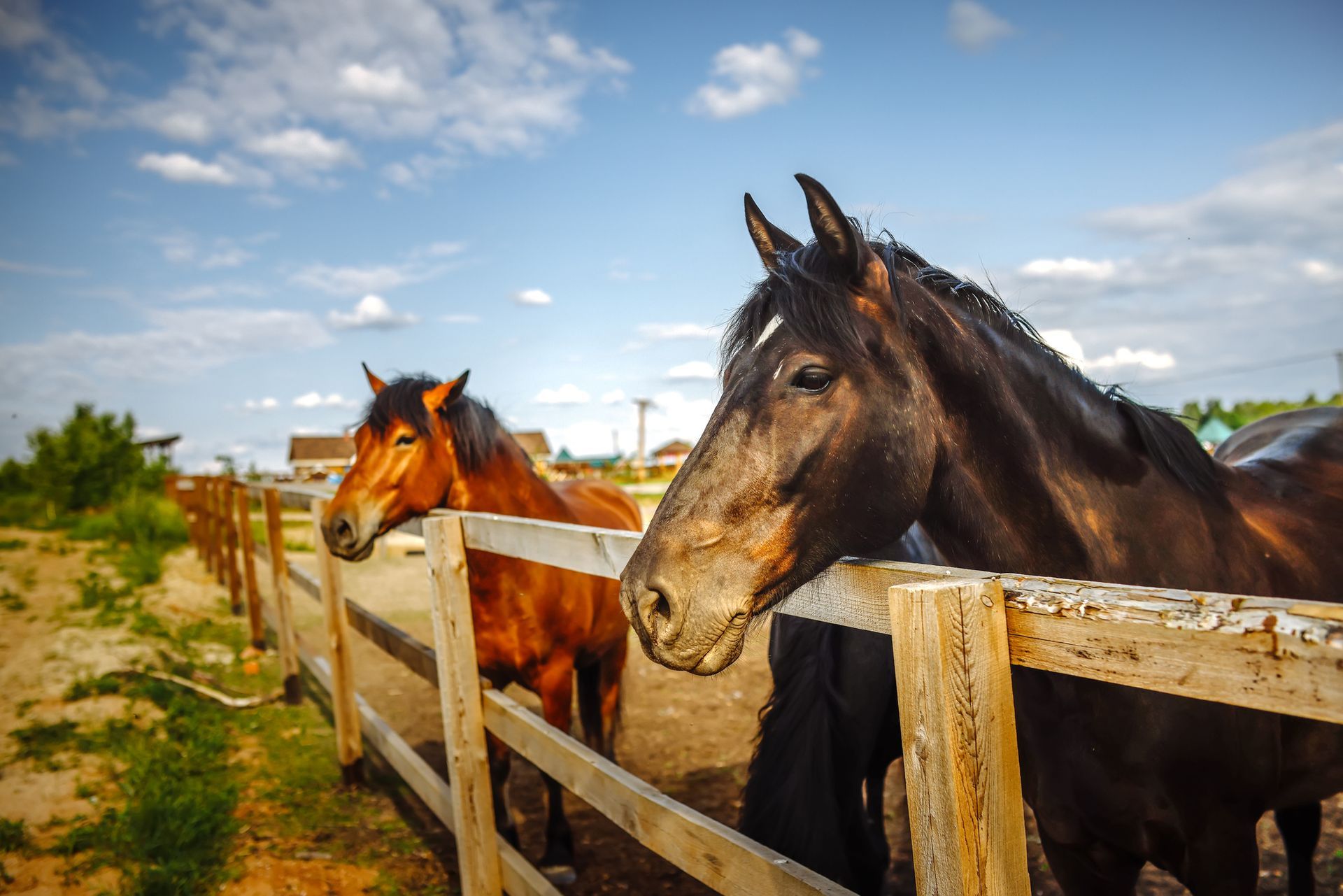 Two horses stand peacefully behind a fence in a quiet pasture near trees and buildings. Two horses stand peacefully behind a fence in a quiet pasture near trees and buildings.