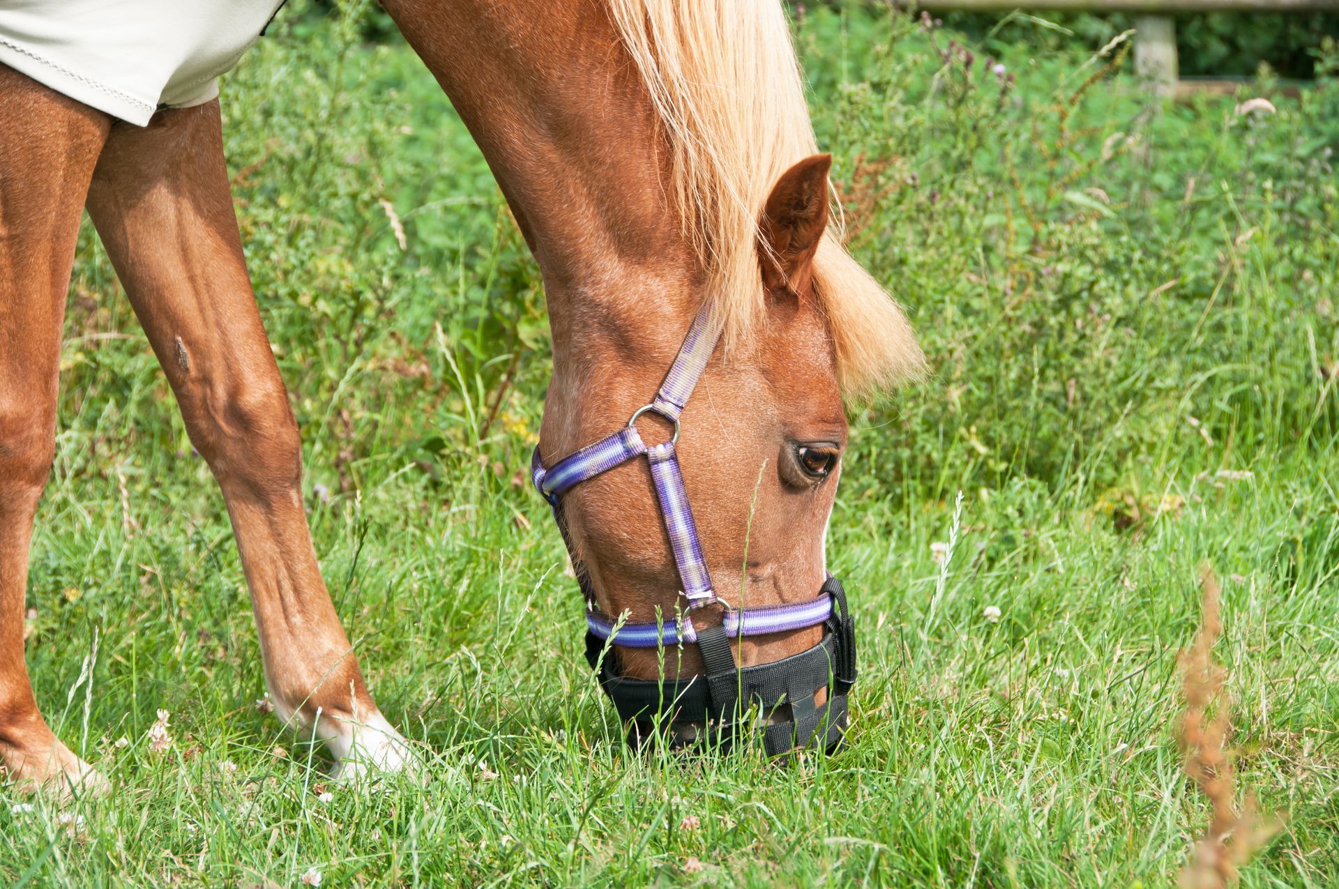 A woman is kneeling down next to a horse and putting on blue gloves.
