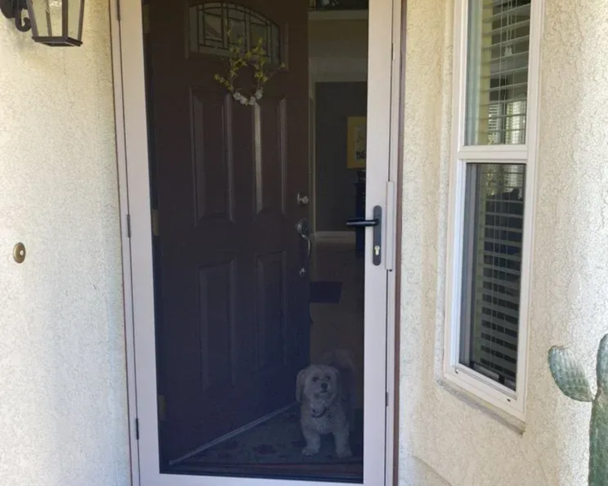 Dog at an open door, looking at the camera. Beige walls, window to the right, wreath on the door.