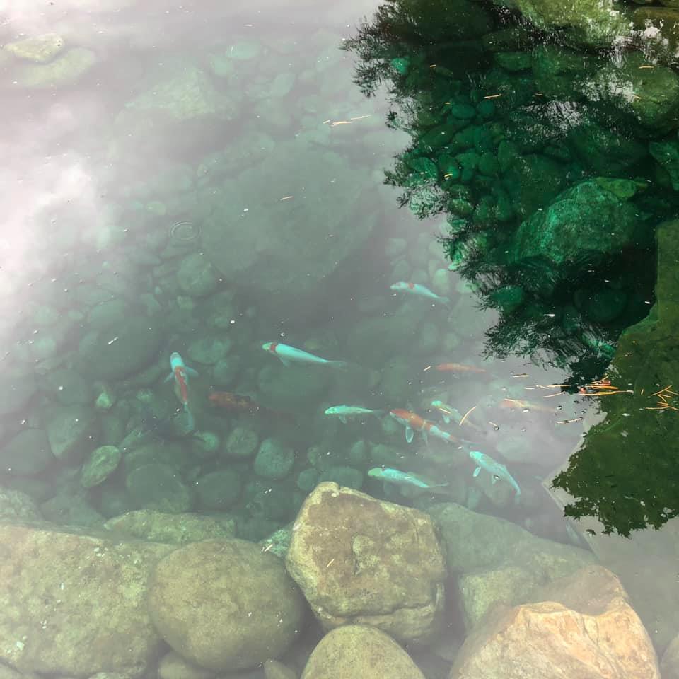 After Cleaning the Fish Pond — Newnan, GA — Aqua Gardens