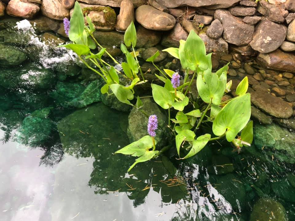 Green Water with Plants — Newnan, GA — Aqua Gardens