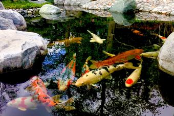 Koi In Garden Pond — Newnan, GA — Aqua Gardens