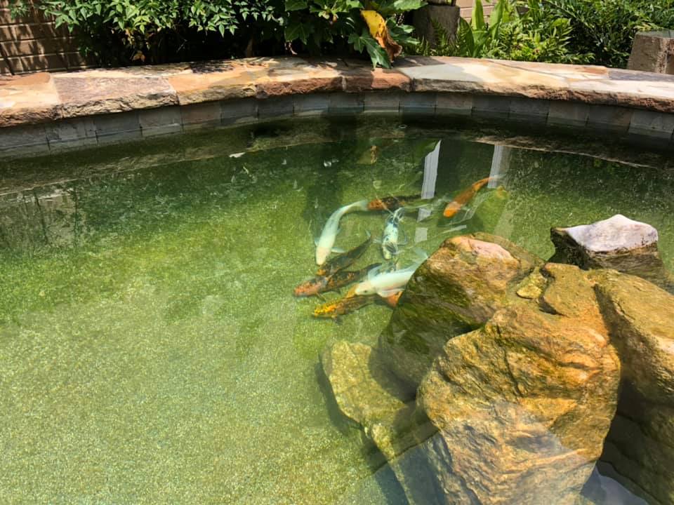 Dirty Fish Pond — Newnan, GA — Aqua Gardens
